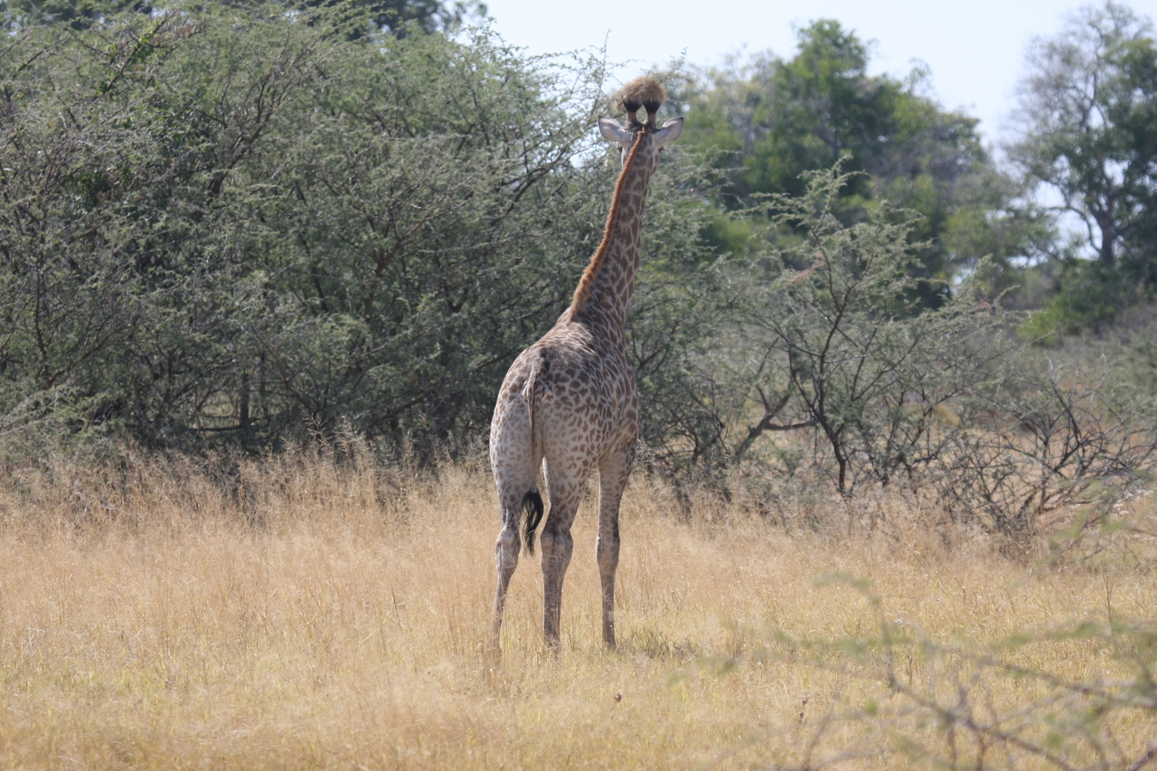 [24404] 2016_06_30_05_52_59_Africa_Canon_EOS_40D_IMG__04247.jpg