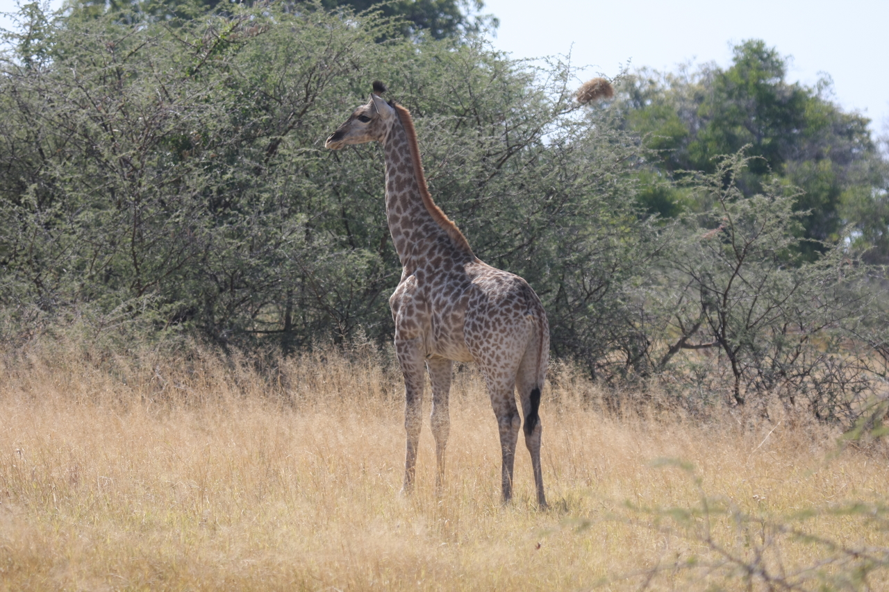 [24410] 2016_06_30_05_53_30_Africa_Canon_EOS_40D_IMG__11695.jpg