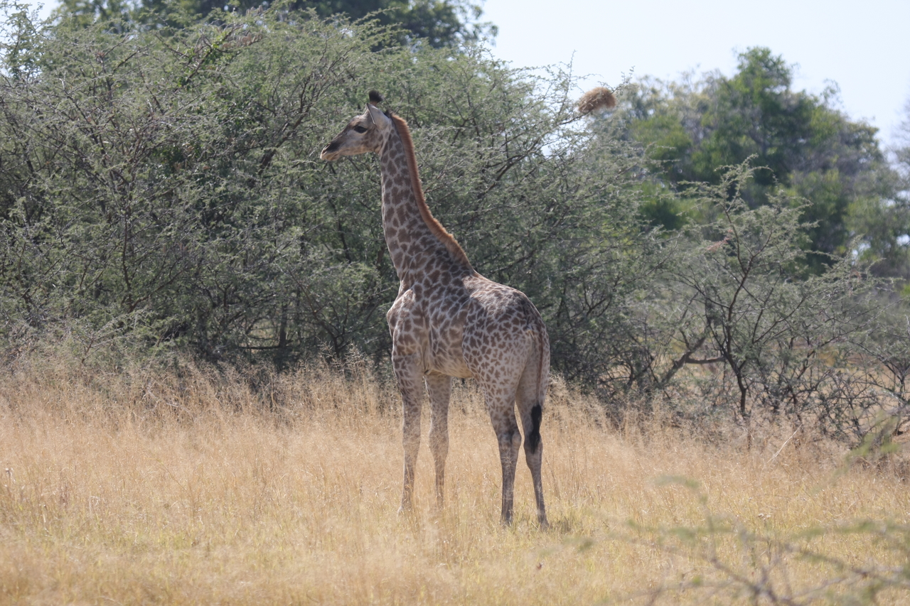 [24416] 2016_06_30_05_53_33_Africa_Canon_EOS_40D_IMG__11698.jpg