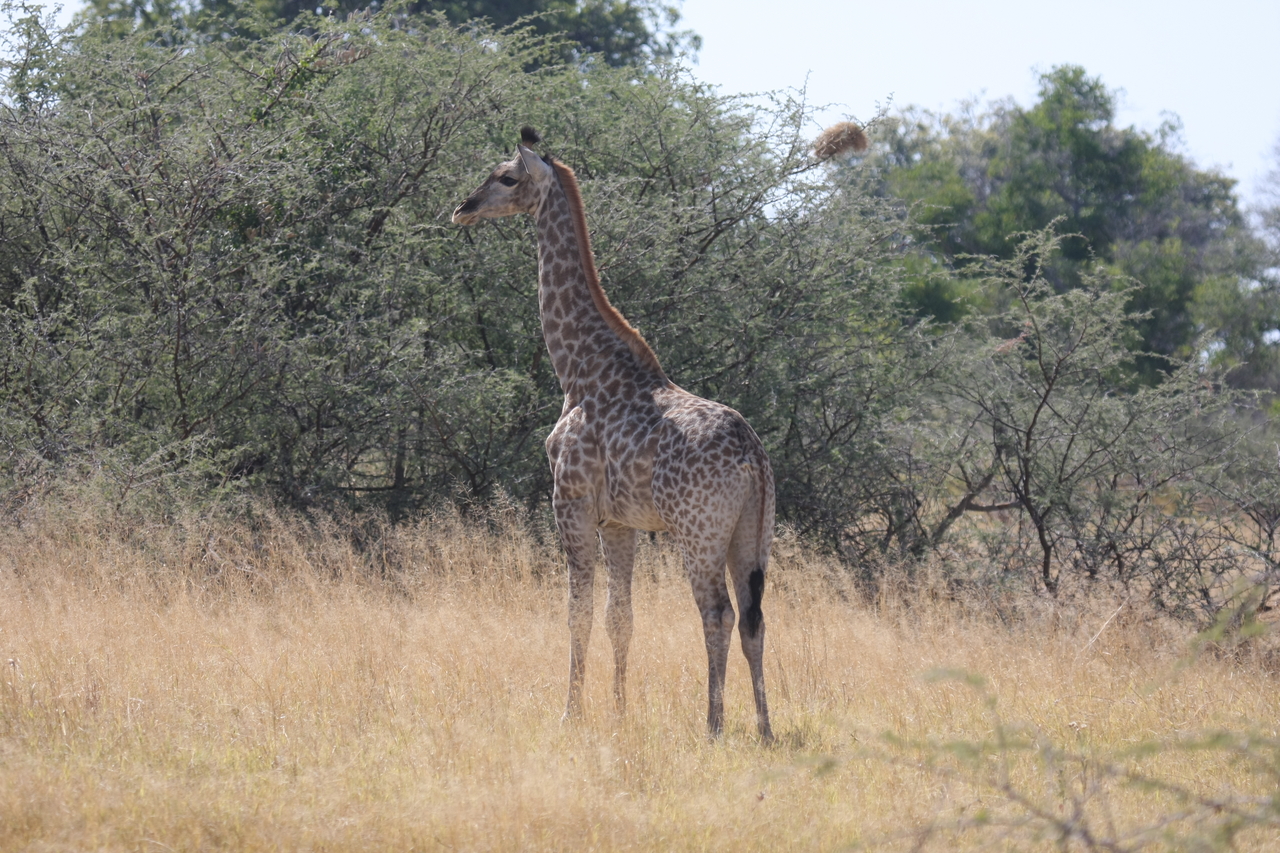 [24417] 2016_06_30_05_53_33_Africa_Canon_EOS_40D_IMG__11699.jpg