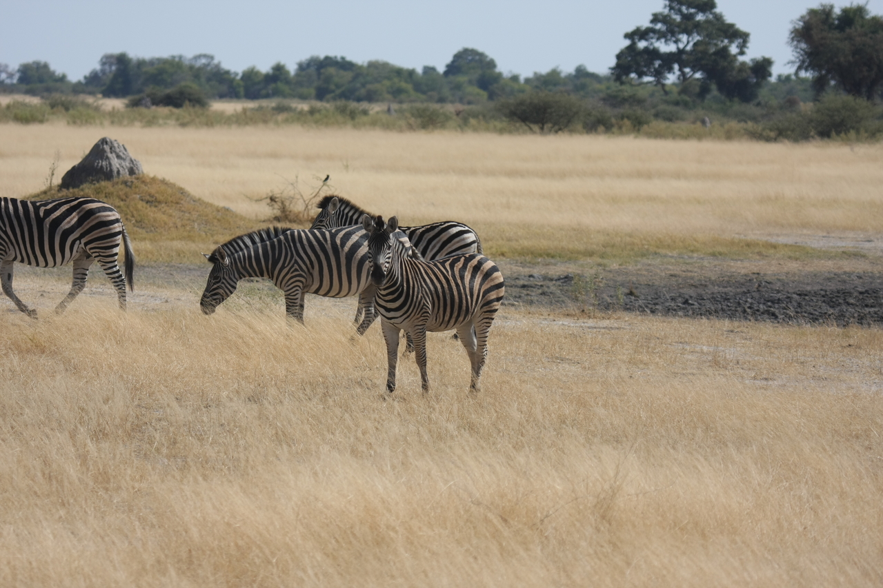 [24418] 2016_06_30_06_04_55_Africa_Canon_EOS_40D_IMG__00527.jpg