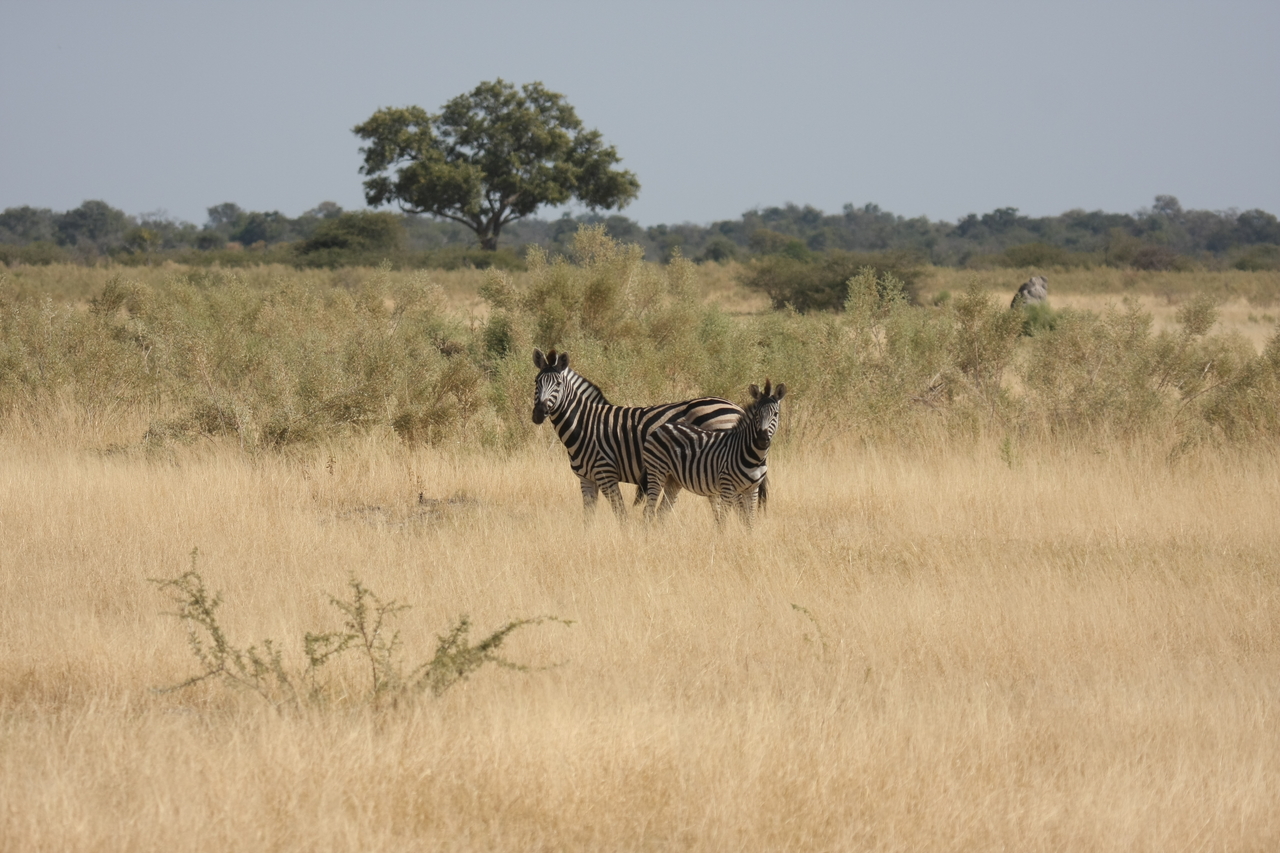 [24423] 2016_06_30_06_05_02_Africa_Canon_EOS_40D_IMG__11701.jpg