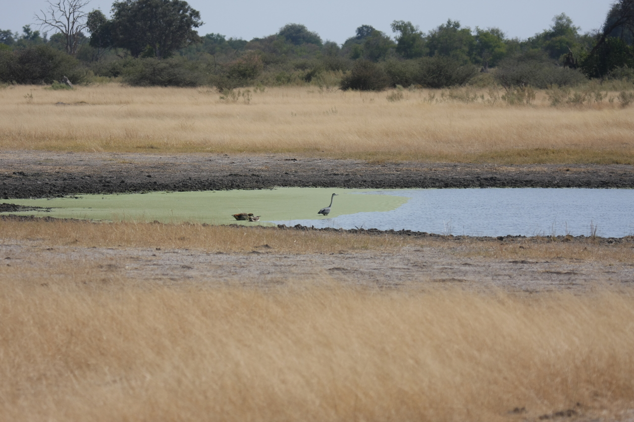 [24425] 2016_06_30_06_05_09_Africa_Canon_EOS_40D_IMG__04255.jpg