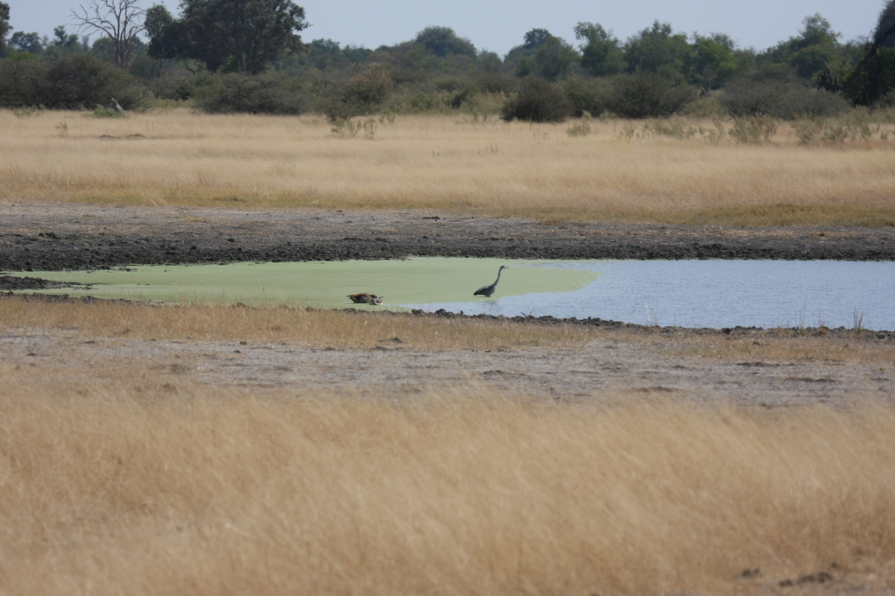 [24429] 2016_06_30_06_05_15_Africa_Canon_EOS_40D_IMG__04256.jpg