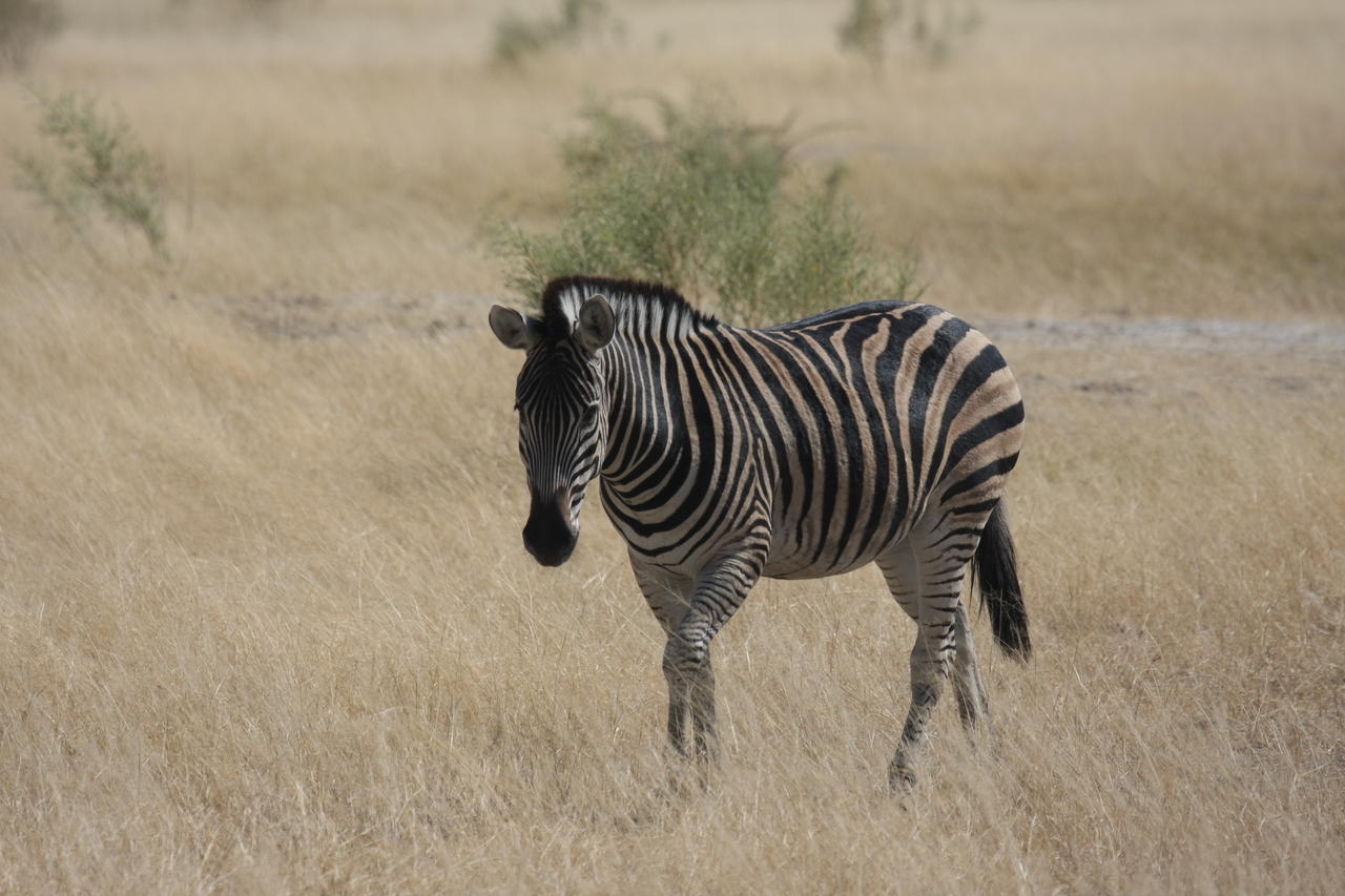 [24434] 2016_06_30_06_05_22_Africa_Canon_EOS_40D_IMG__00533.jpg