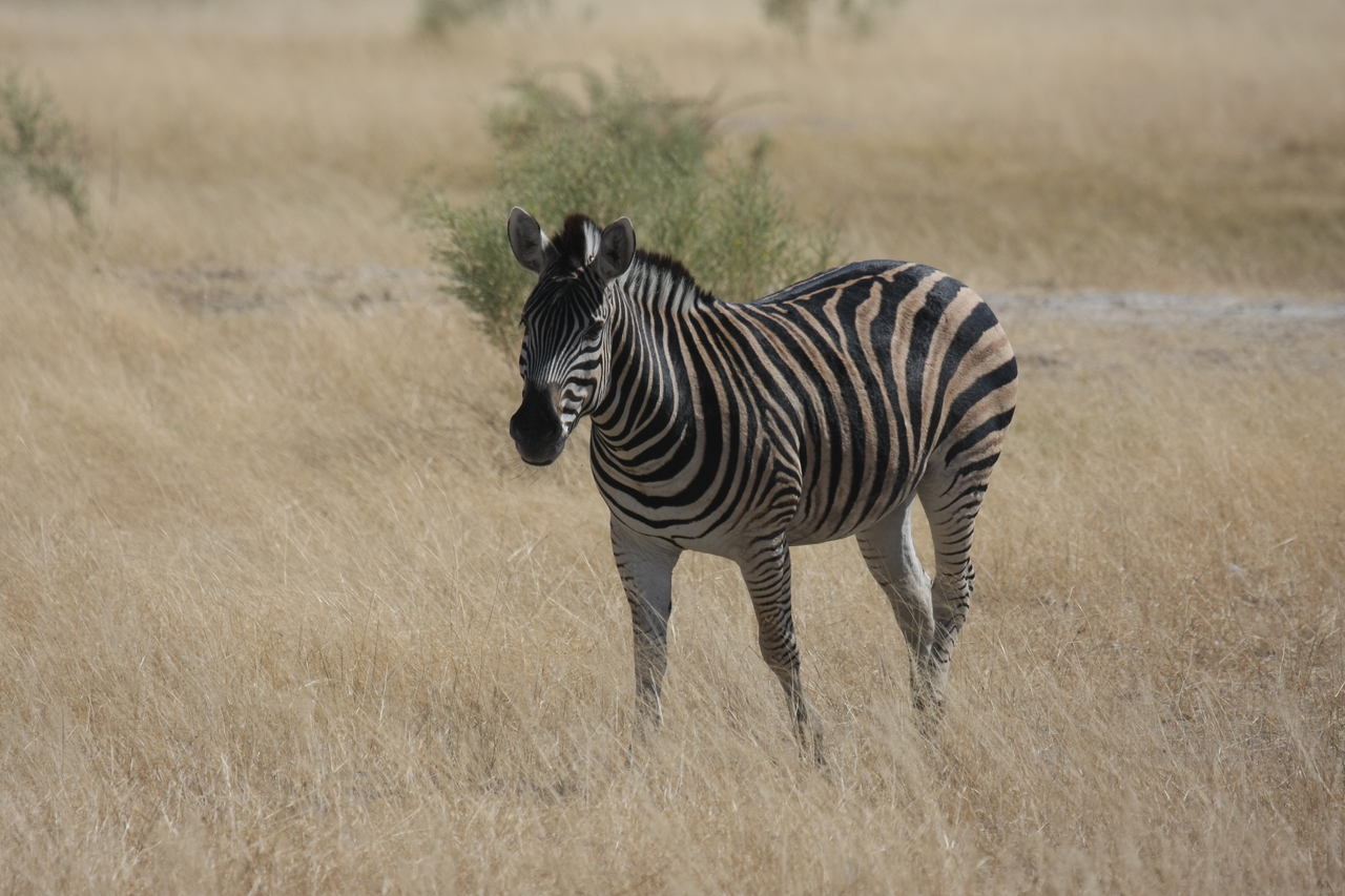 [24439] 2016_06_30_06_05_22_Africa_Canon_EOS_40D_IMG__11705.jpg