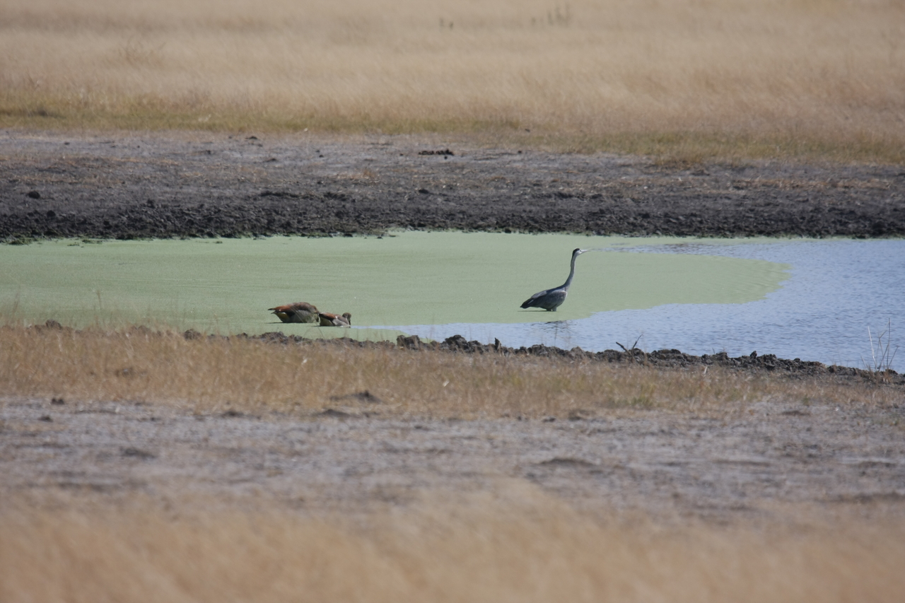 [24447] 2016_06_30_06_05_42_Africa_Canon_EOS_40D_IMG__11710.jpg