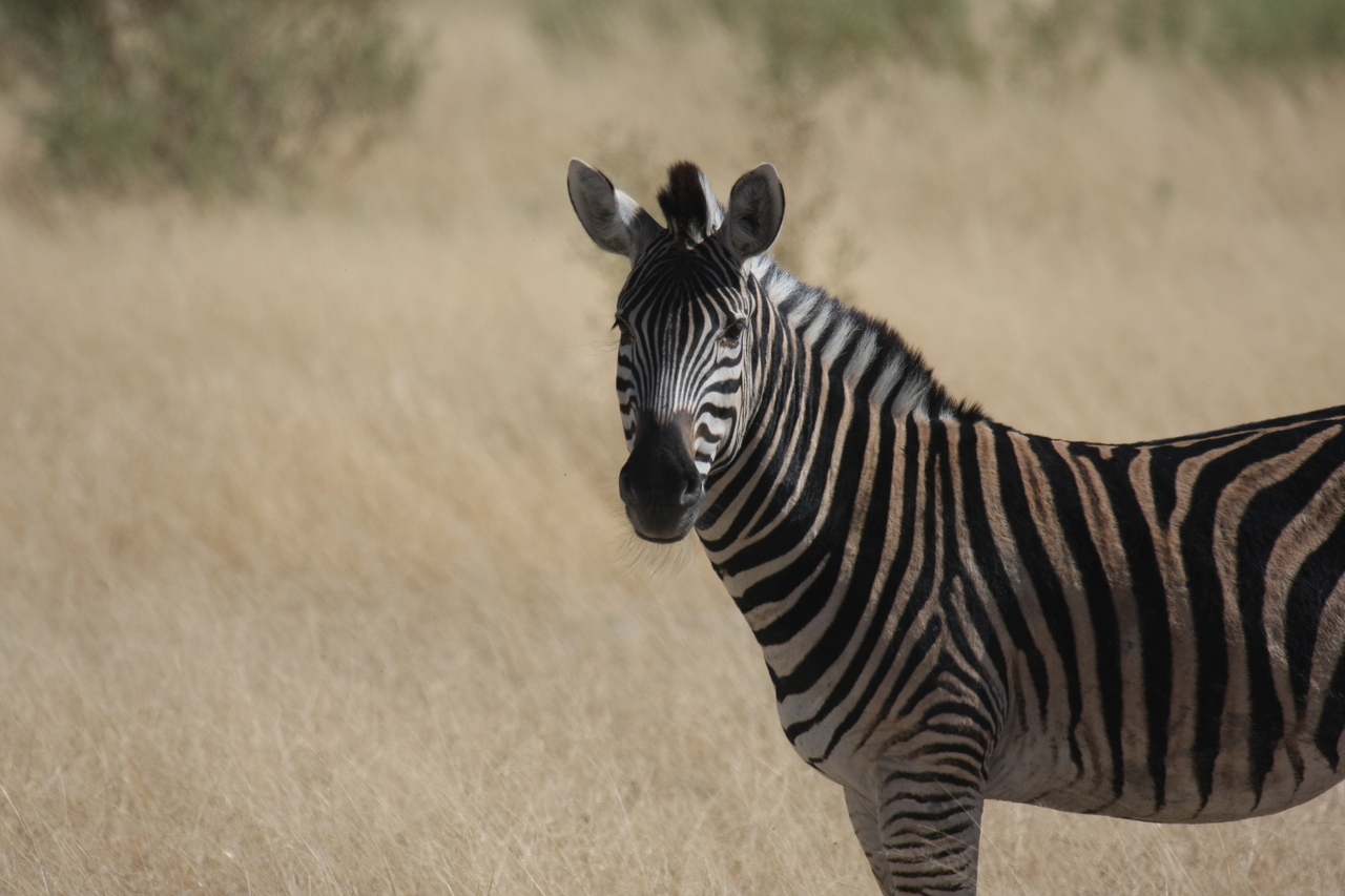 [24455] 2016_06_30_06_05_52_Africa_Canon_EOS_40D_IMG__00541.jpg