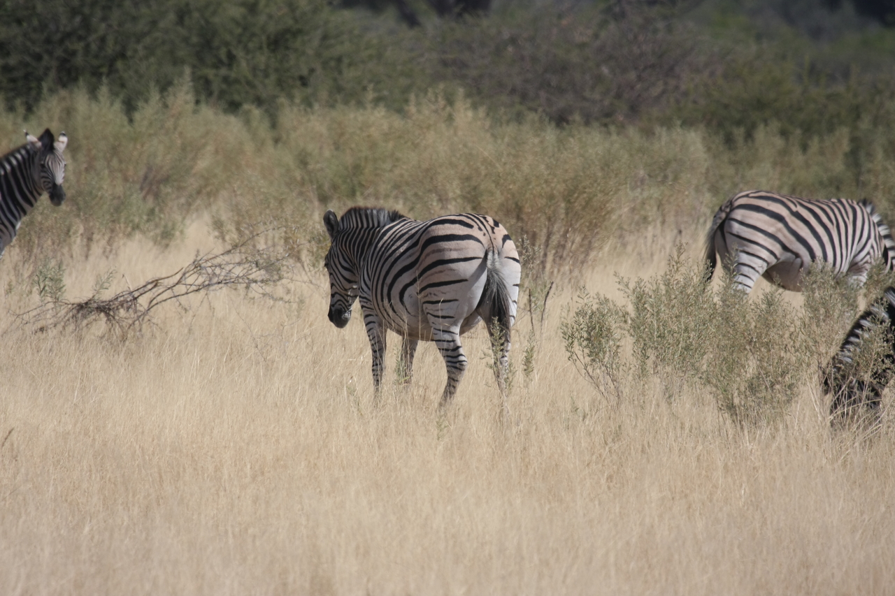 [24461] 2016_06_30_06_06_02_Africa_Canon_EOS_40D_IMG__00543.jpg