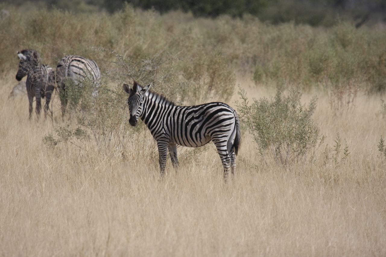 [24471] 2016_06_30_06_06_06_Africa_Canon_EOS_40D_IMG__00545.jpg