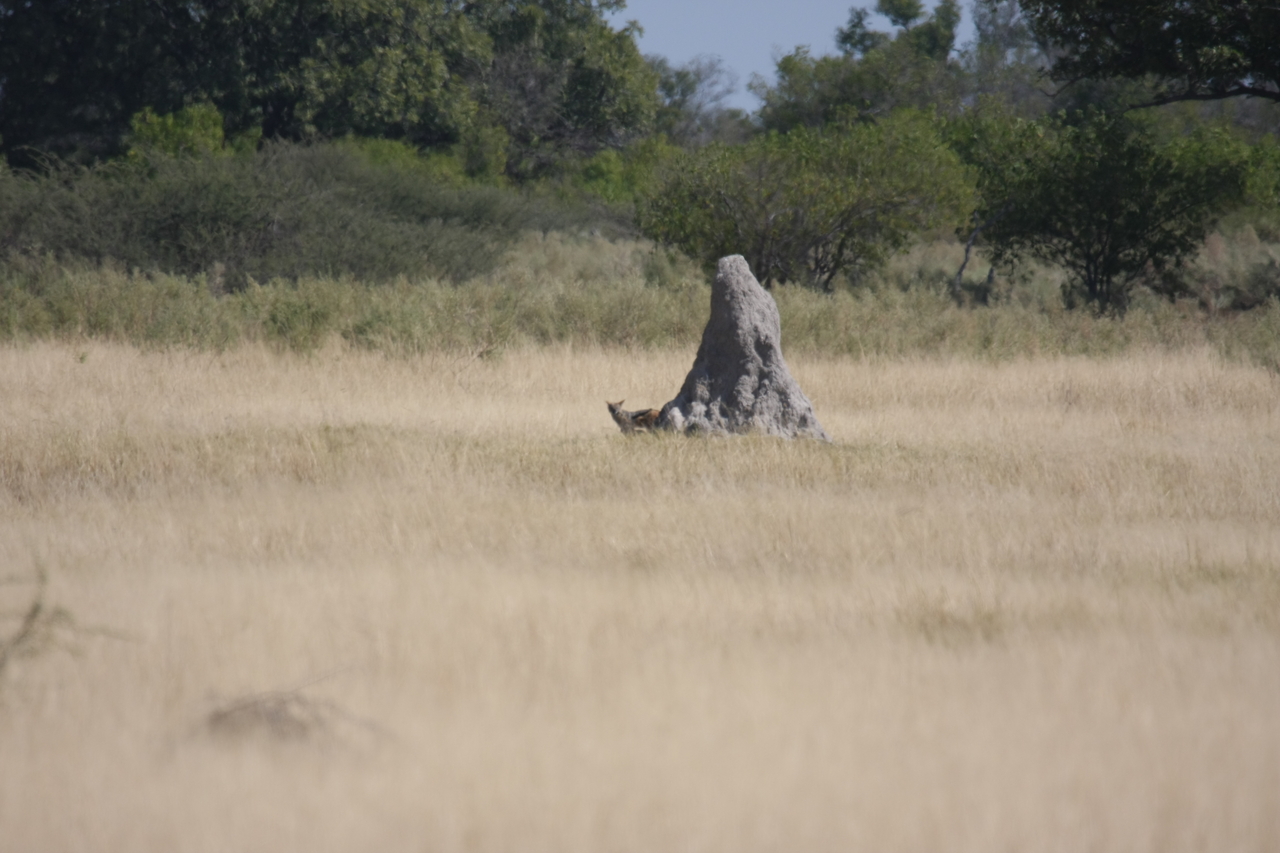 [24508] 2016_06_30_06_22_09_Africa_Canon_EOS_40D_IMG__00549.jpg