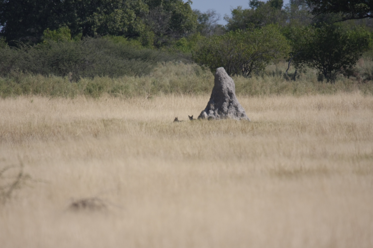 [24519] 2016_06_30_06_22_30_Africa_Canon_EOS_40D_IMG__11723.jpg
