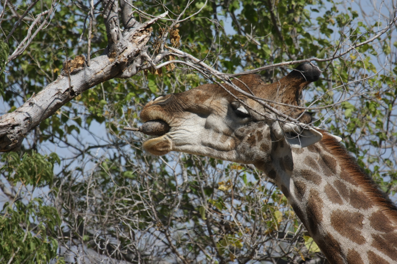 [24522] 2016_06_30_06_29_40_Africa_Canon_EOS_40D_IMG__00553.jpg