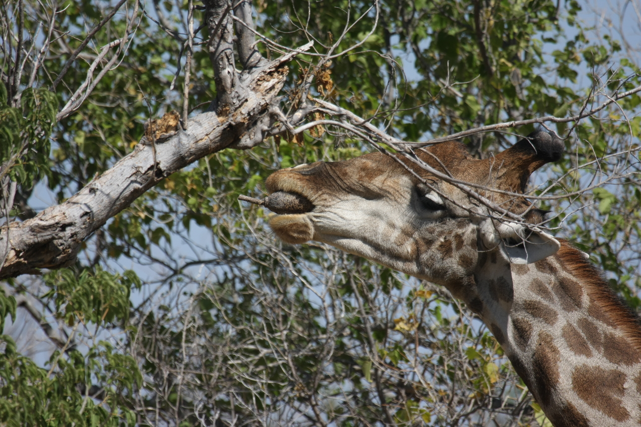 [24529] 2016_06_30_06_29_40_Africa_Canon_EOS_40D_IMG__11727.jpg