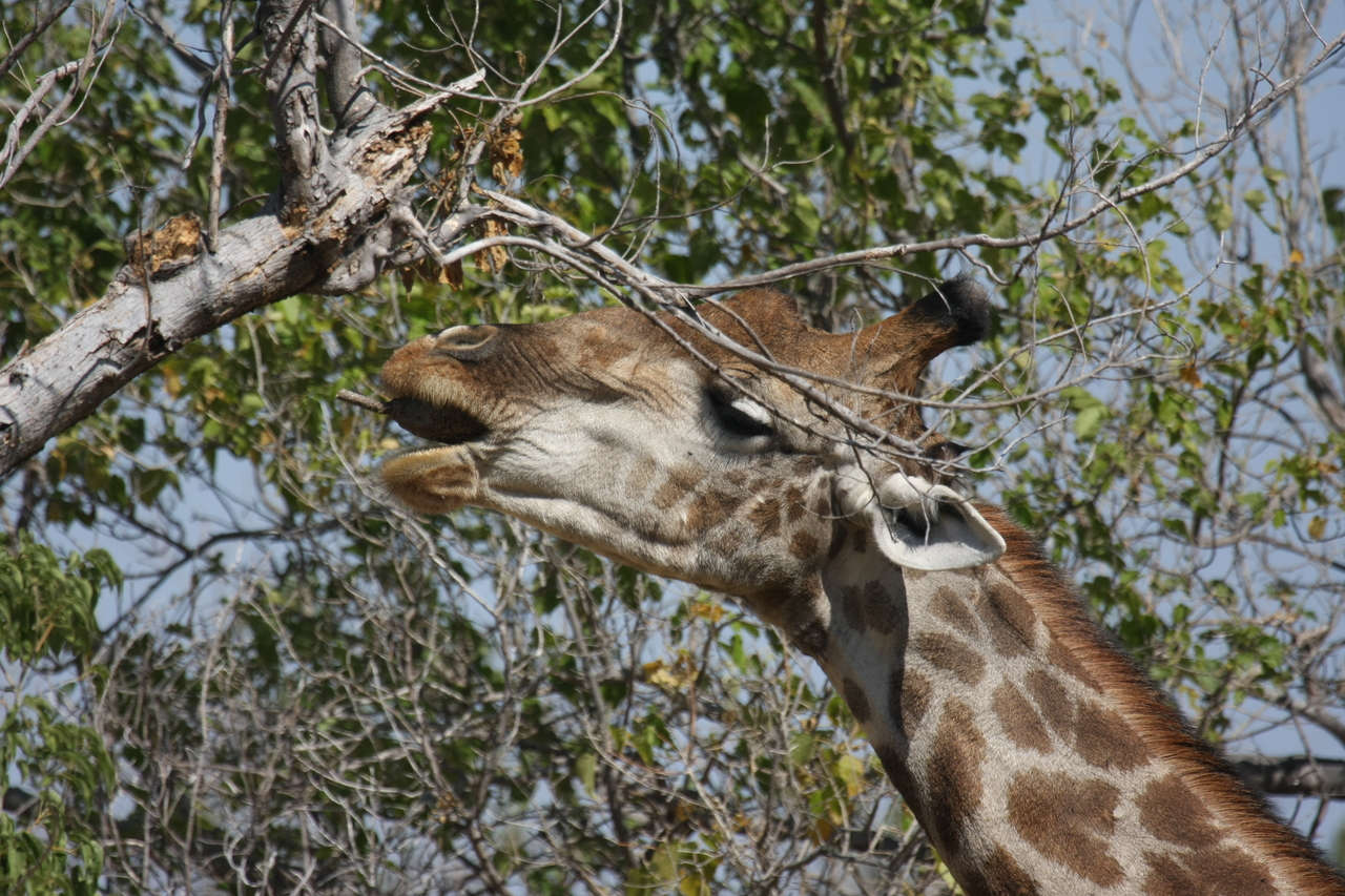 [24537] 2016_06_30_06_29_42_Africa_Canon_EOS_40D_IMG__11729.jpg