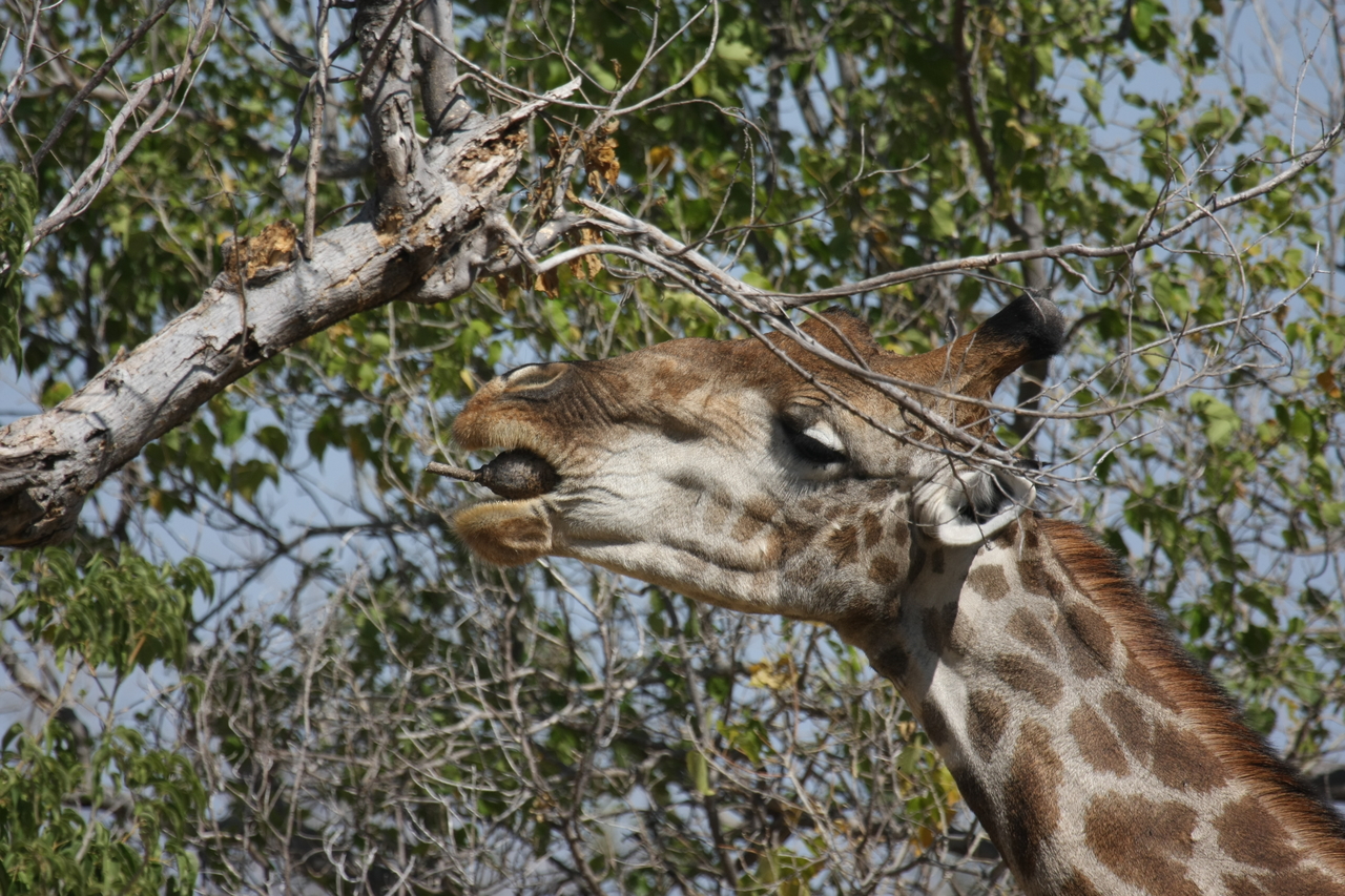 [24546] 2016_06_30_06_29_43_Africa_Canon_EOS_40D_IMG__11734.jpg