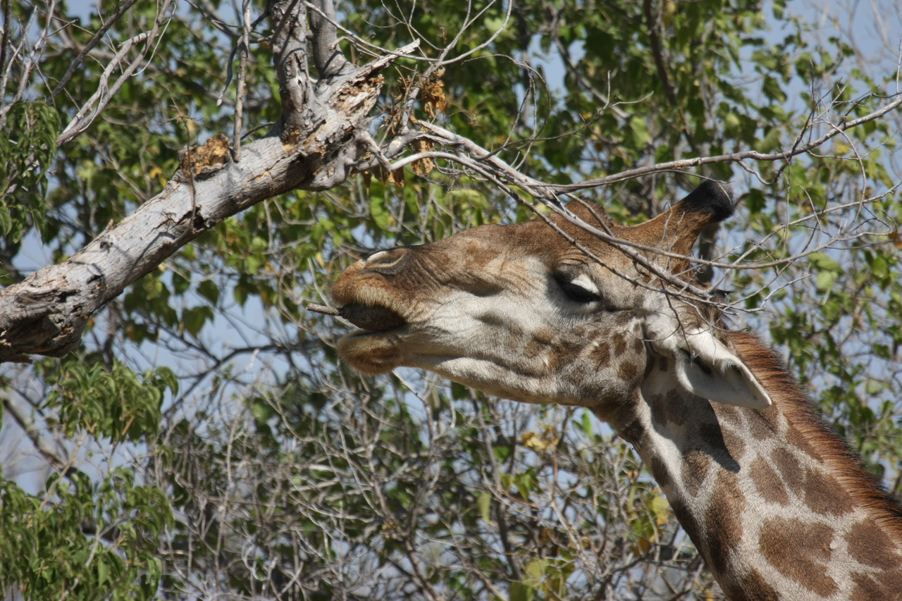[24549] 2016_06_30_06_29_44_Africa_Canon_EOS_40D_IMG__00564.jpg