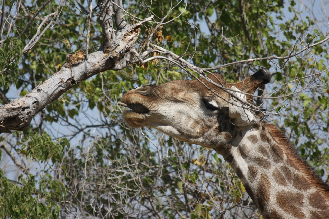 [24551] 2016_06_30_06_29_44_Africa_Canon_EOS_40D_IMG__04289.jpg