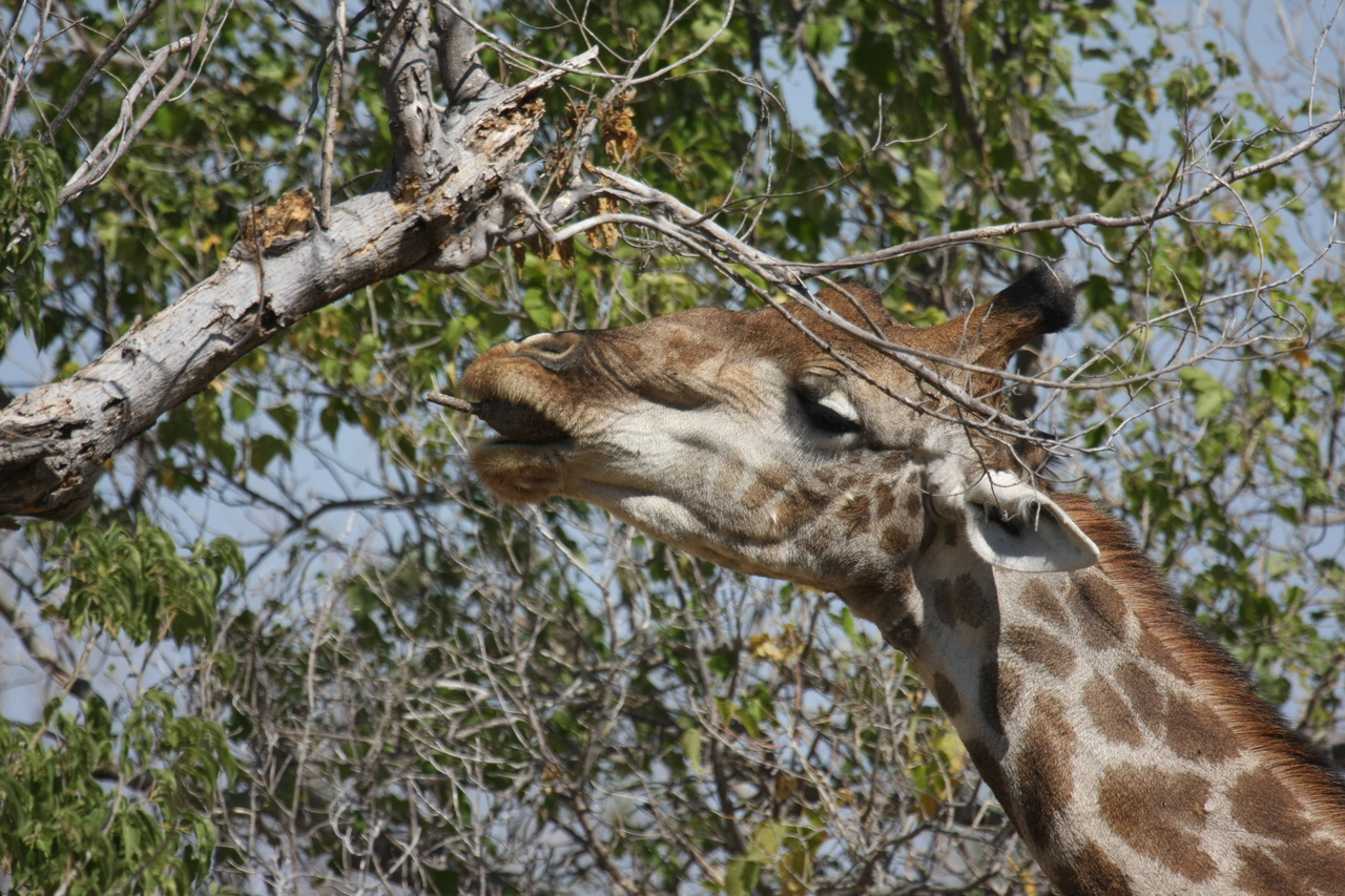 [24556] 2016_06_30_06_29_44_Africa_Canon_EOS_40D_IMG__11738.jpg