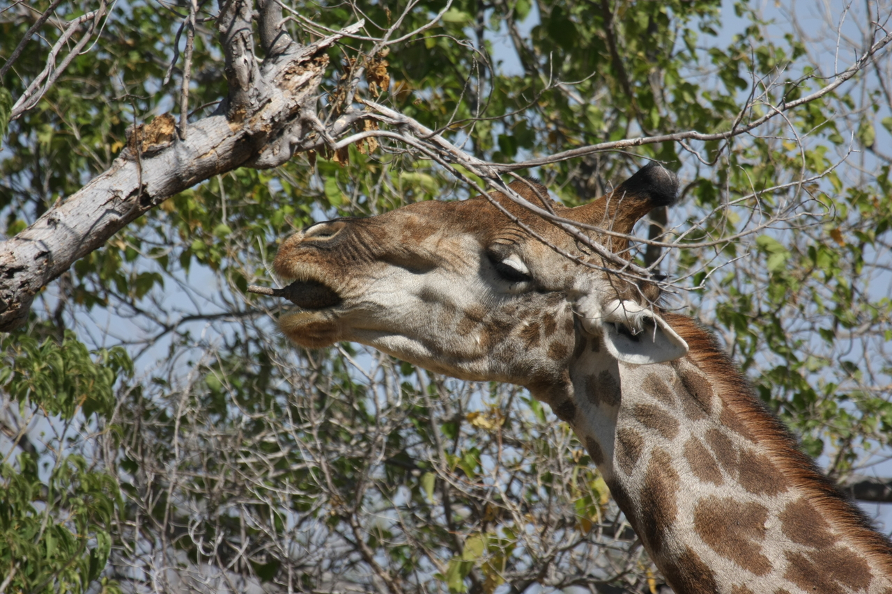 [24558] 2016_06_30_06_29_45_Africa_Canon_EOS_40D_IMG__04292.jpg