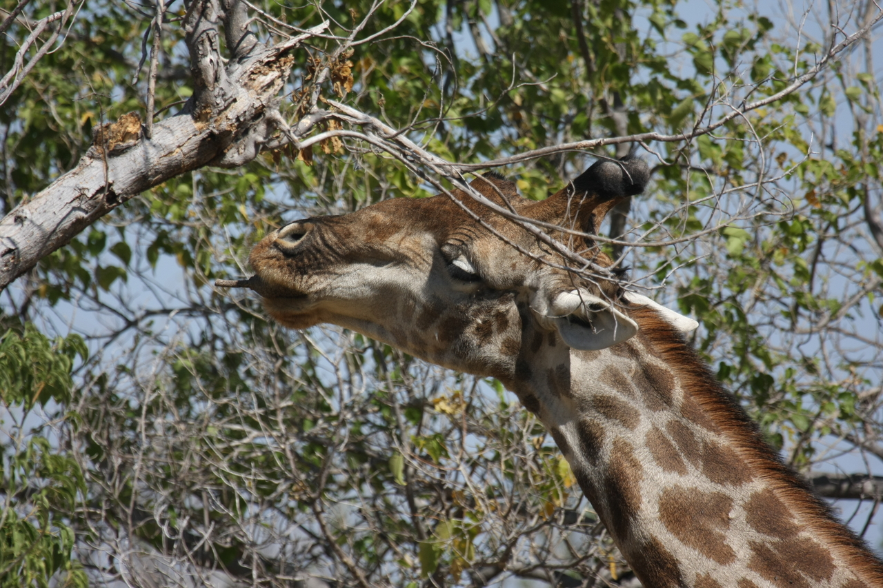 [24565] 2016_06_30_06_29_47_Africa_Canon_EOS_40D_IMG__04294.jpg