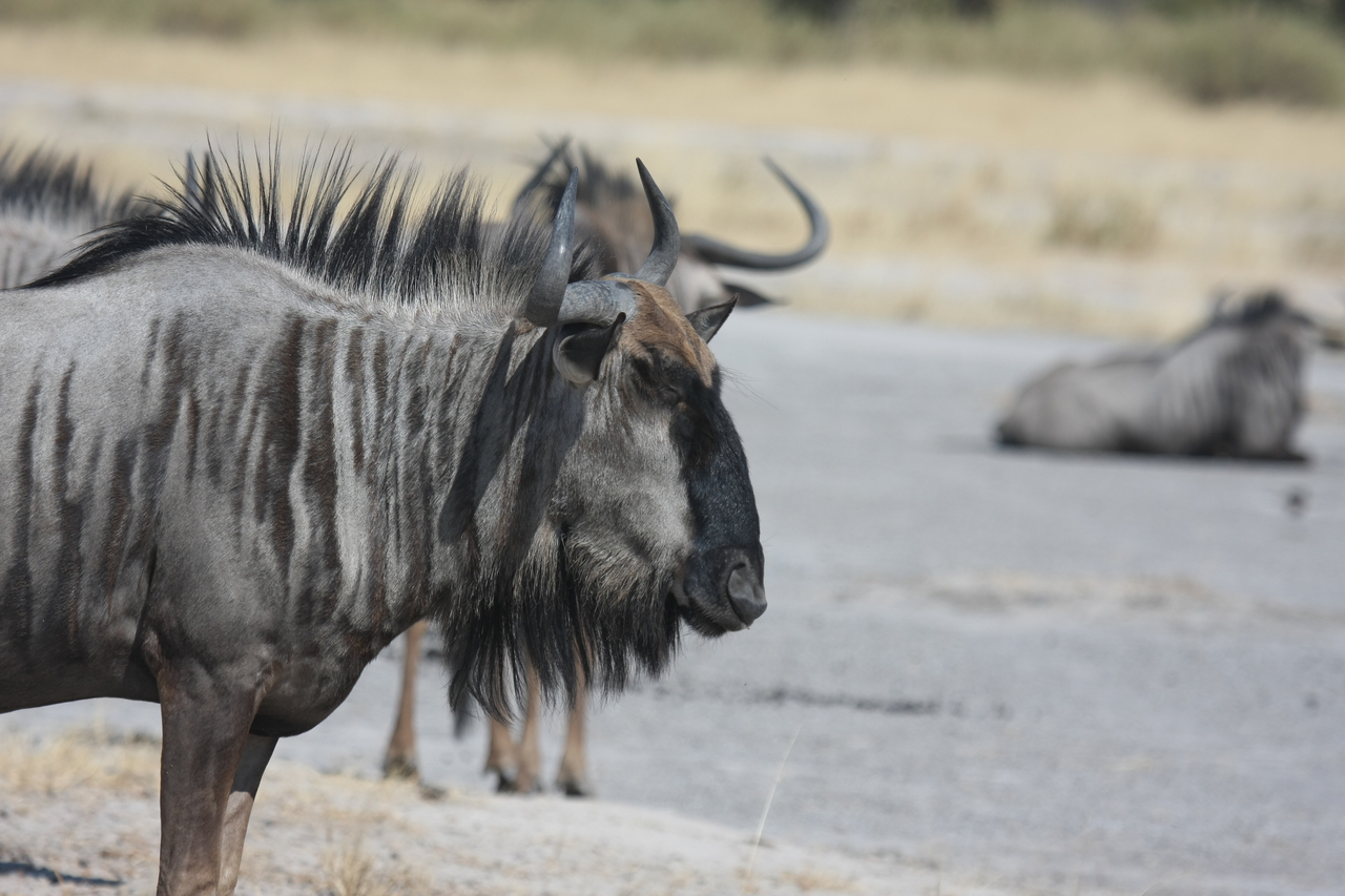 [24575] 2016_06_30_06_36_37_Africa_Canon_EOS_40D_IMG__04299.jpg