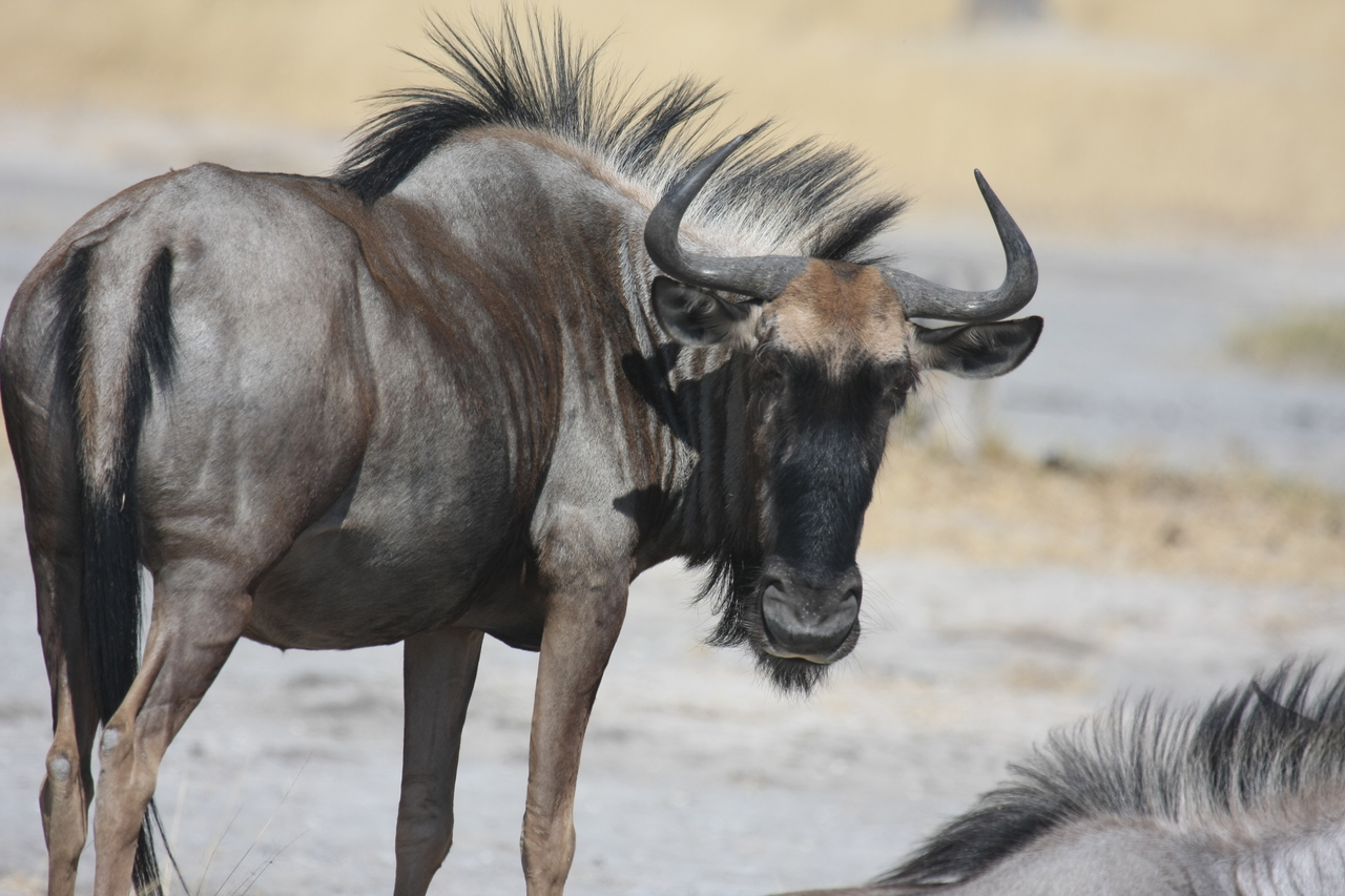 [24583] 2016_06_30_06_36_56_Africa_Canon_EOS_40D_IMG__11748.jpg