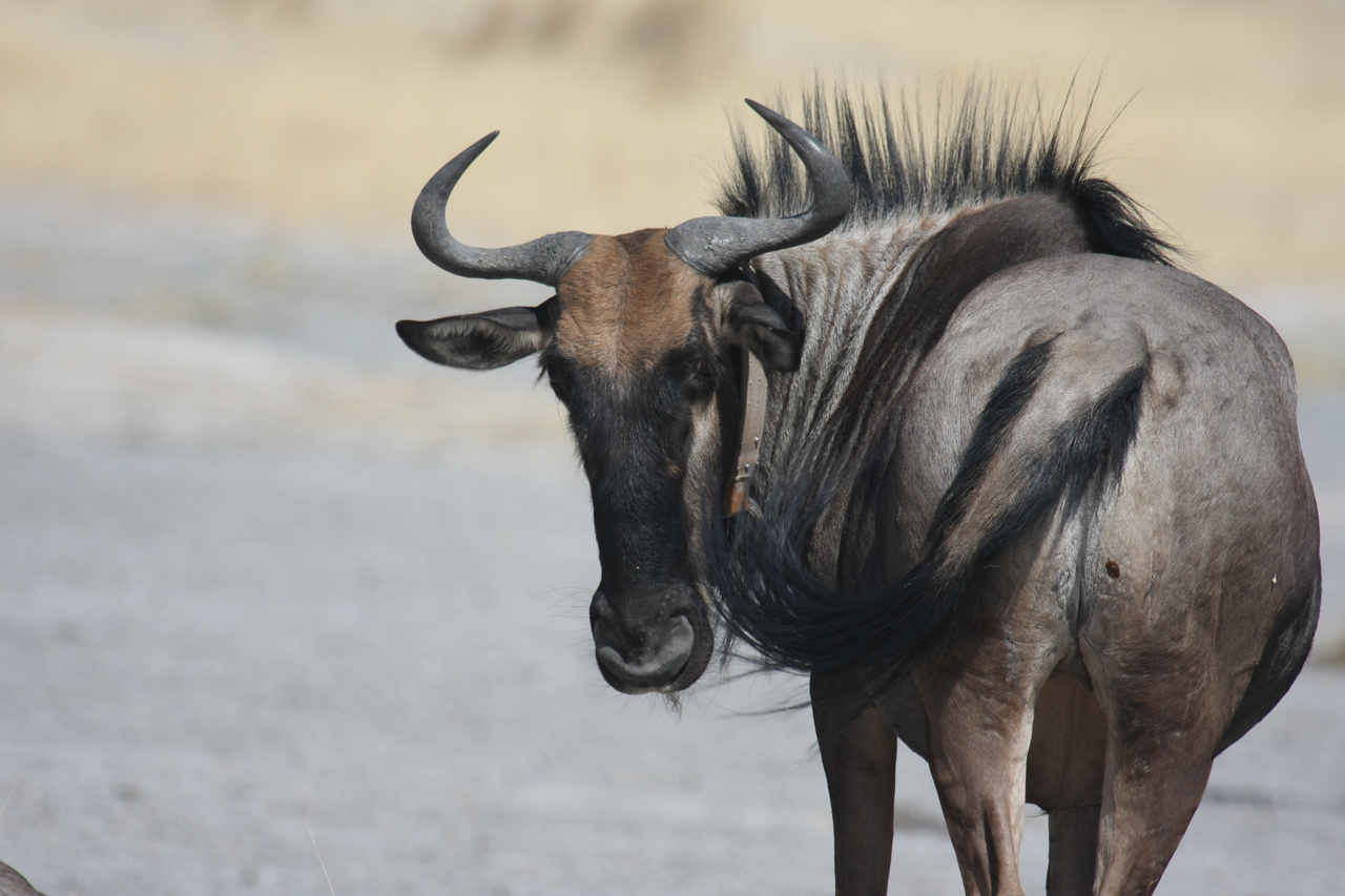 [24584] 2016_06_30_06_37_15_Africa_Canon_EOS_40D_IMG__00576.jpg