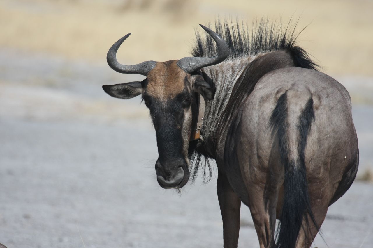 [24585] 2016_06_30_06_37_15_Africa_Canon_EOS_40D_IMG__00577.jpg