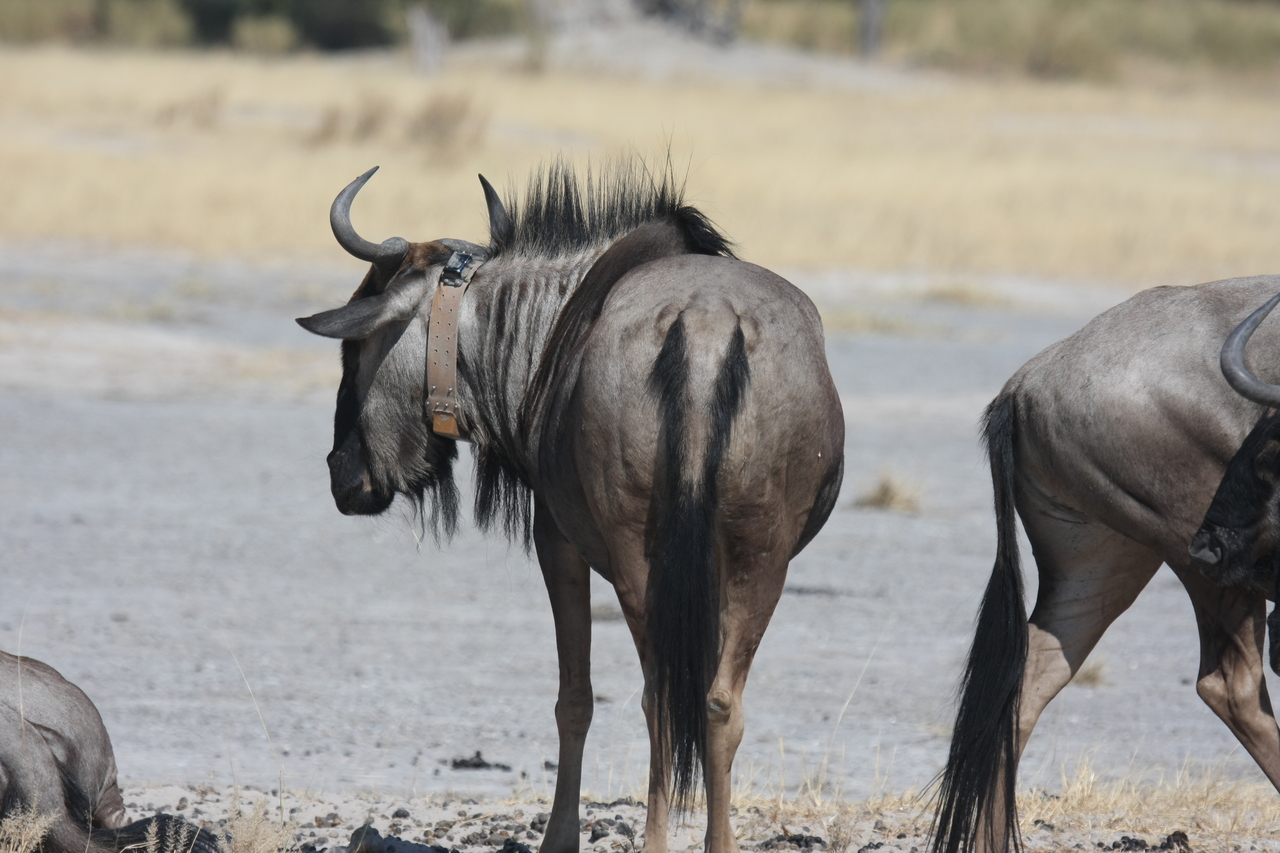 [24596] 2016_06_30_06_37_28_Africa_Canon_EOS_40D_IMG__04307.jpg