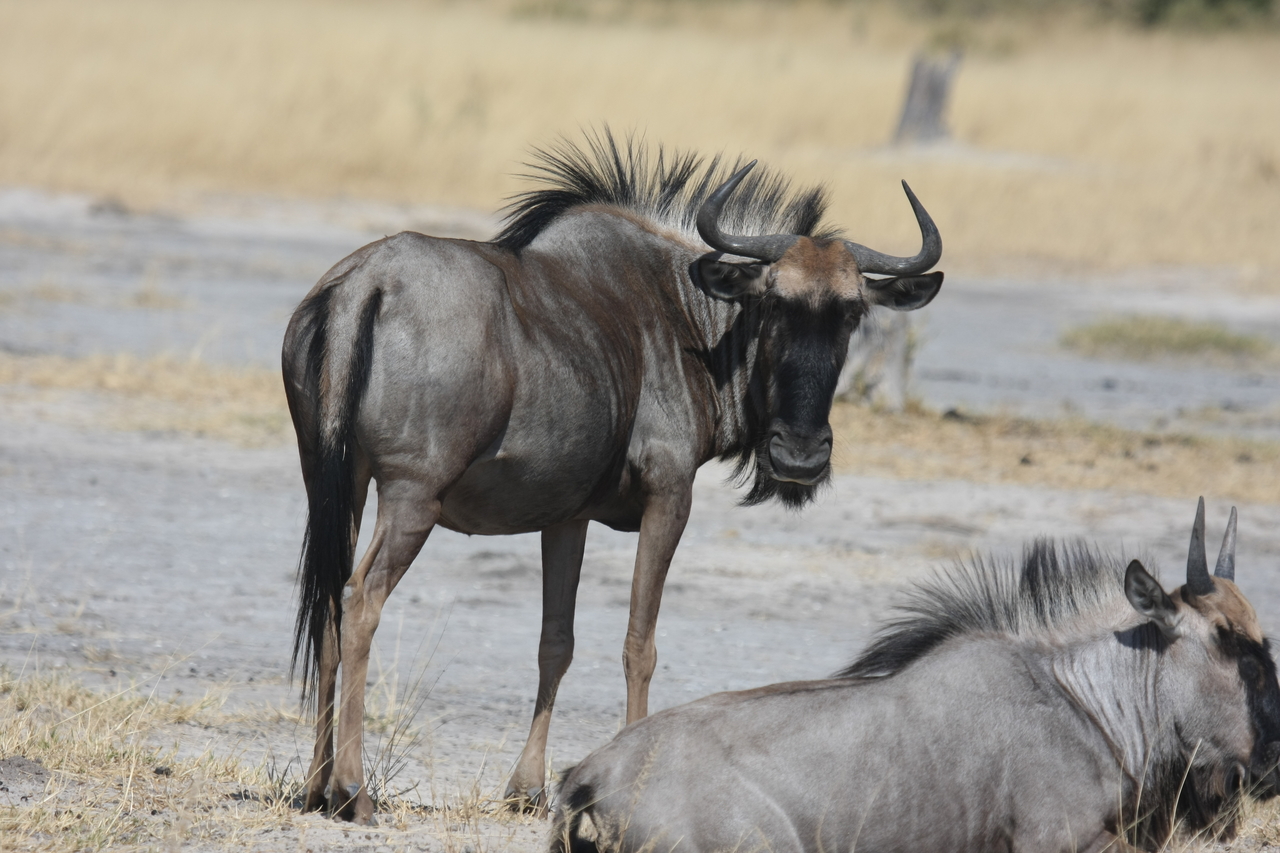 [24599] 2016_06_30_06_37_33_Africa_Canon_EOS_40D_IMG__00582.jpg
