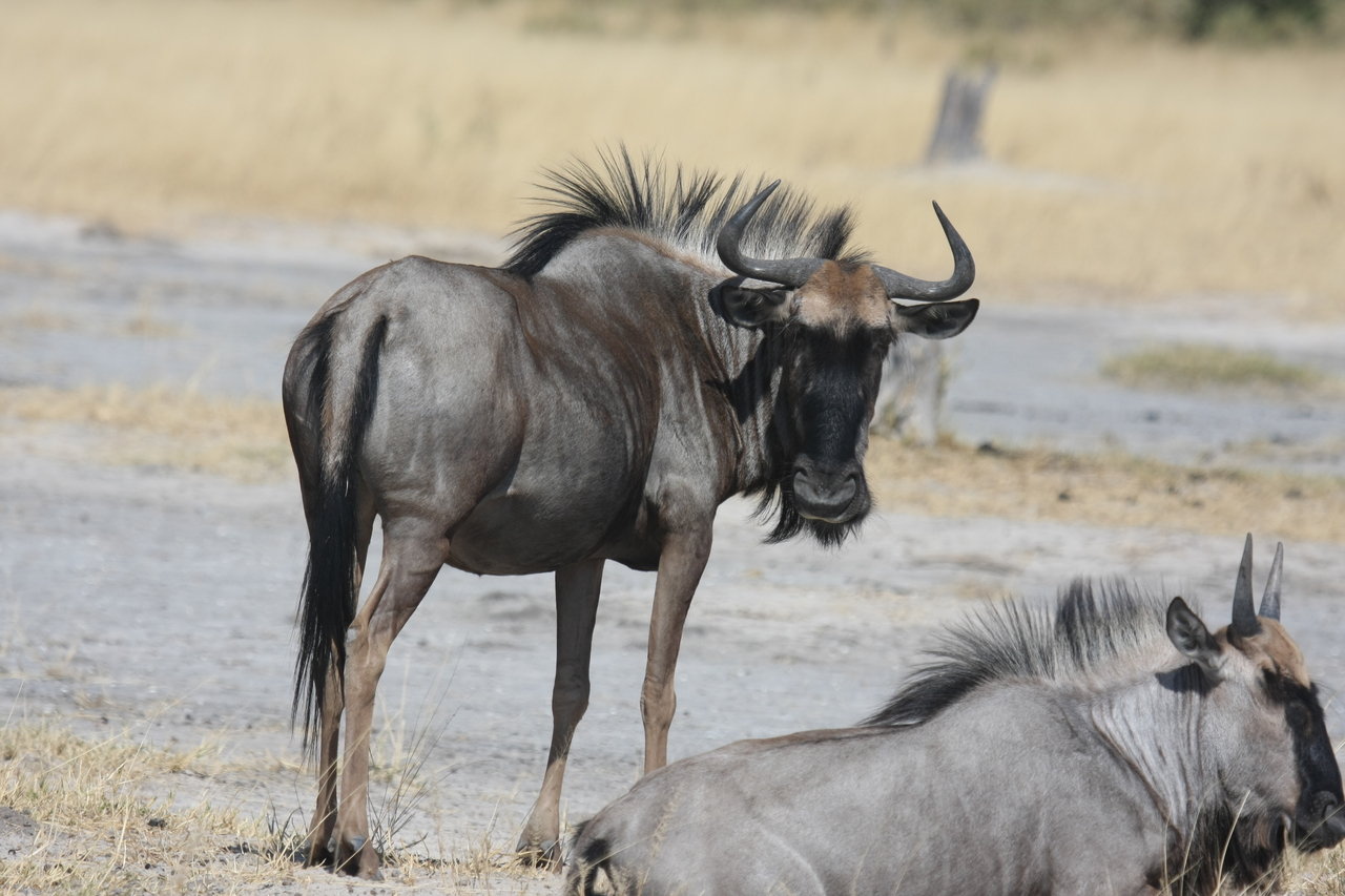 [24603] 2016_06_30_06_37_33_Africa_Canon_EOS_40D_IMG__04309.jpg