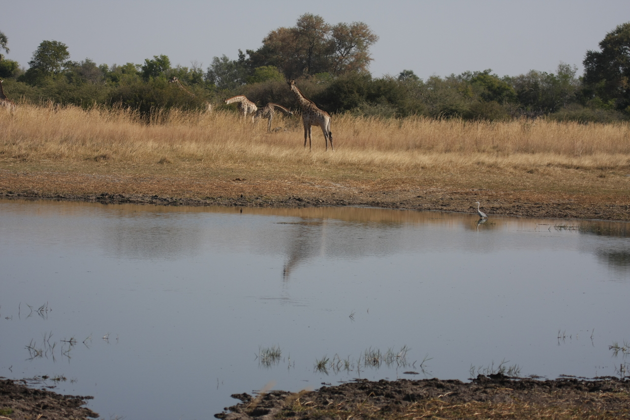[24660] 2016_06_30_08_57_52_Africa_Canon_EOS_40D_IMG__04311.jpg
