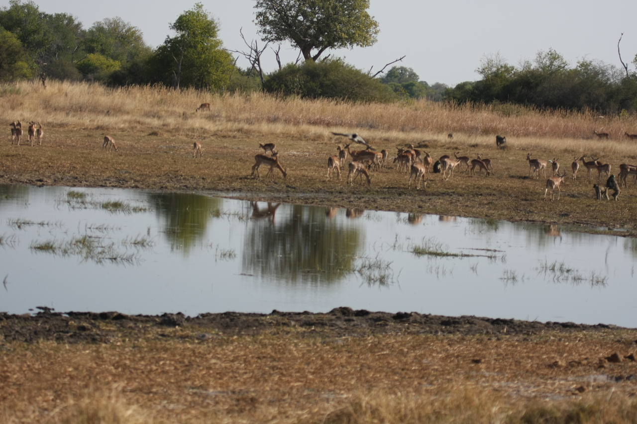 [24663] 2016_06_30_08_57_58_Africa_Canon_EOS_40D_IMG__04312.jpg