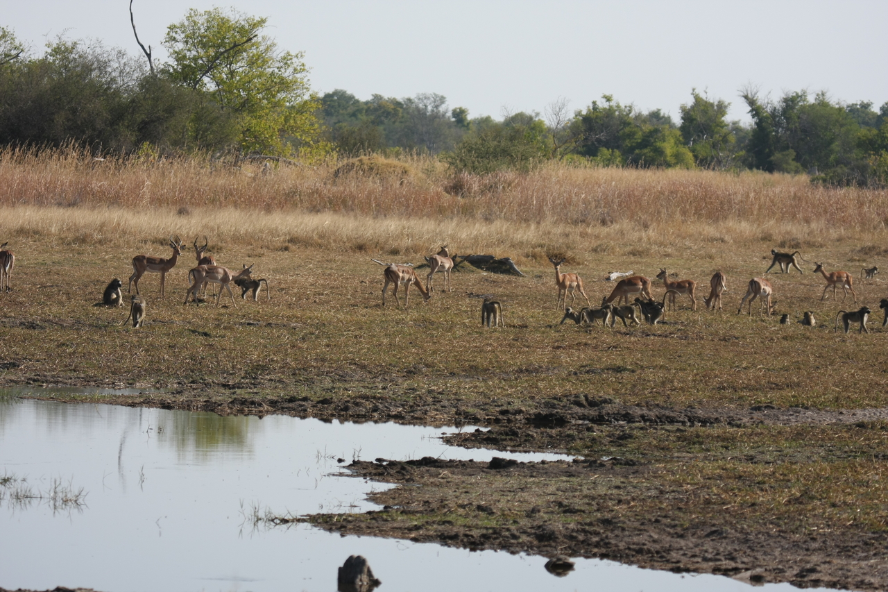 [24665] 2016_06_30_08_58_19_Africa_Canon_EOS_40D_IMG__00587.jpg