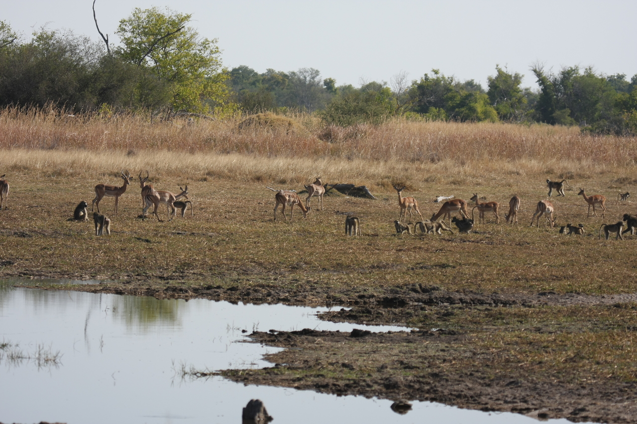 [24670] 2016_06_30_08_58_19_Africa_Canon_EOS_40D_IMG__11761.jpg