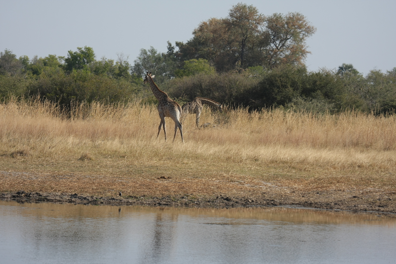 [24676] 2016_06_30_08_58_25_Africa_Canon_EOS_40D_IMG__11763.jpg