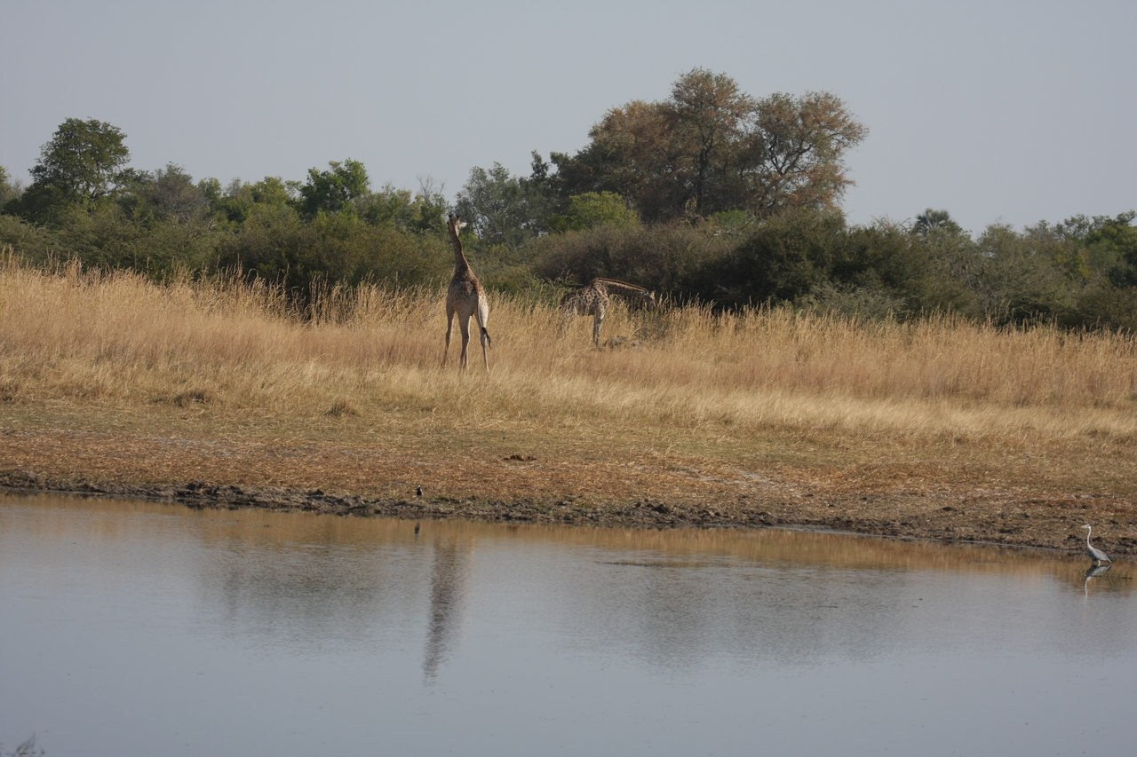 [24684] 2016_06_30_08_58_28_Africa_Canon_EOS_40D_IMG__11766.jpg