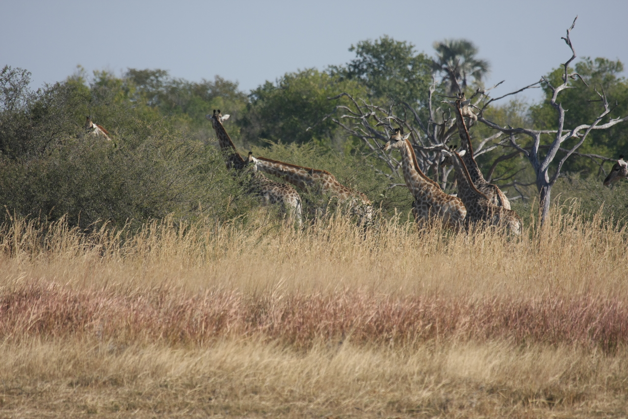 [24687] 2016_06_30_08_58_55_Africa_Canon_EOS_40D_IMG__00596.jpg