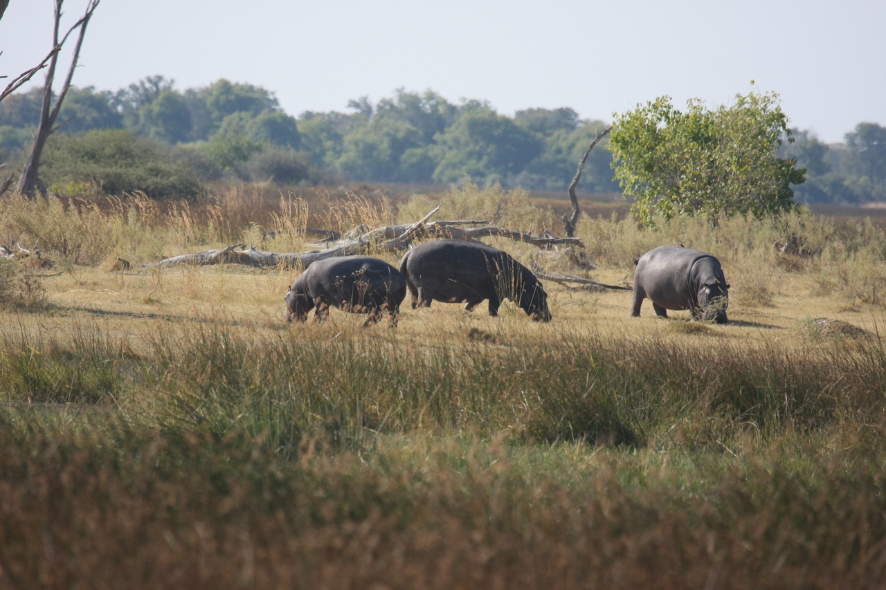 [24695] 2016_06_30_09_03_17_Africa_Canon_EOS_40D_IMG__00598.jpg