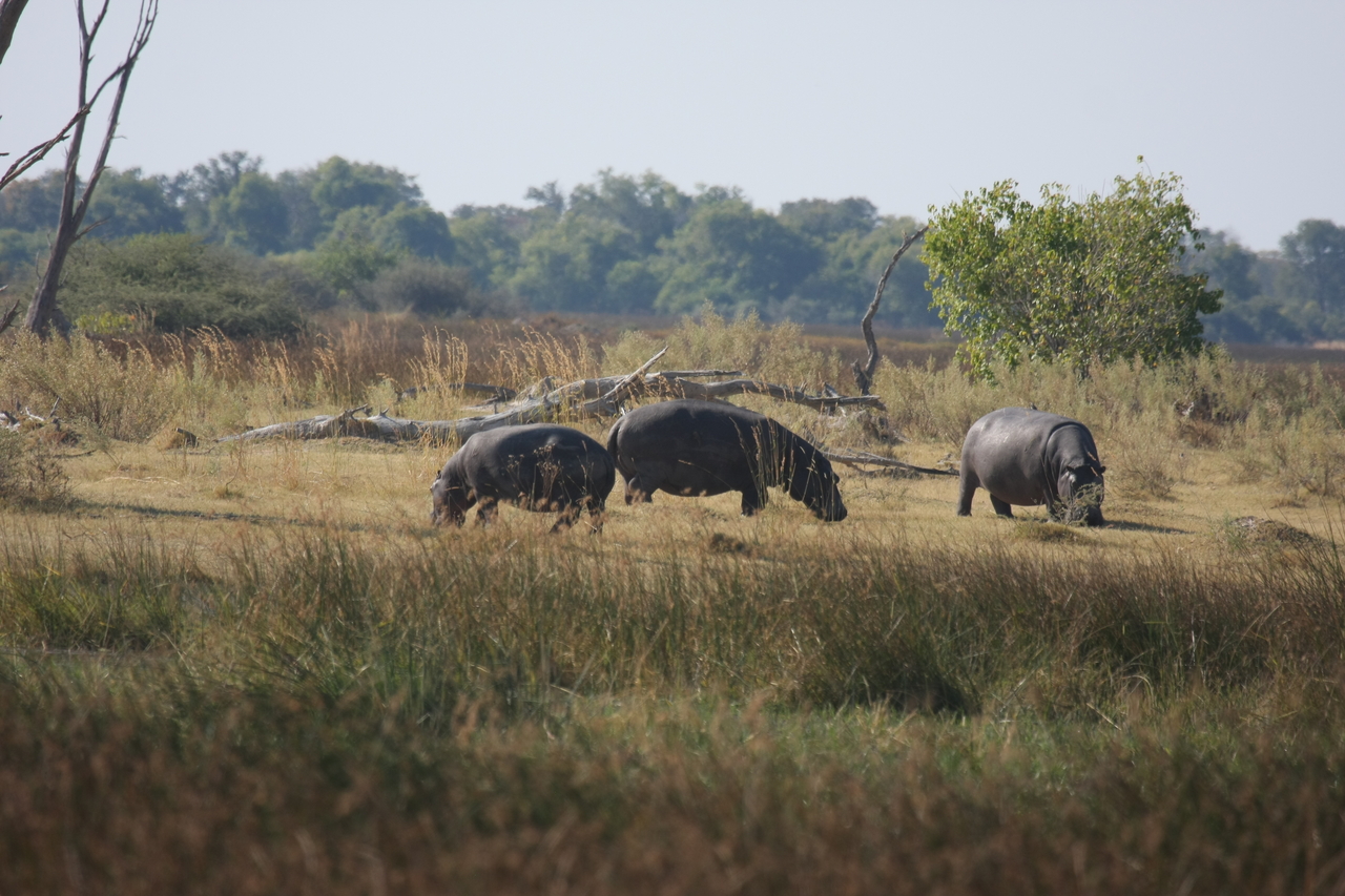 [24696] 2016_06_30_09_03_17_Africa_Canon_EOS_40D_IMG__00599.jpg
