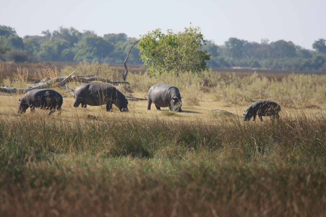 [24704] 2016_06_30_09_03_21_Africa_Canon_EOS_40D_IMG__04327.jpg