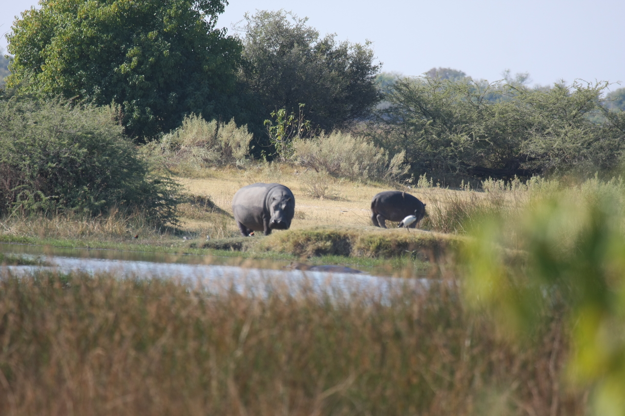 [24712] 2016_06_30_09_03_43_Africa_Canon_EOS_40D_IMG__11777.jpg
