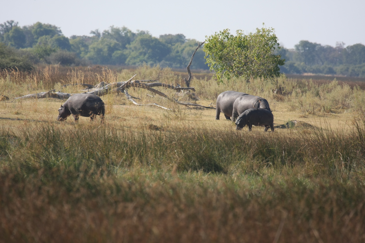 [24718] 2016_06_30_09_03_56_Africa_Canon_EOS_40D_IMG__04333.jpg