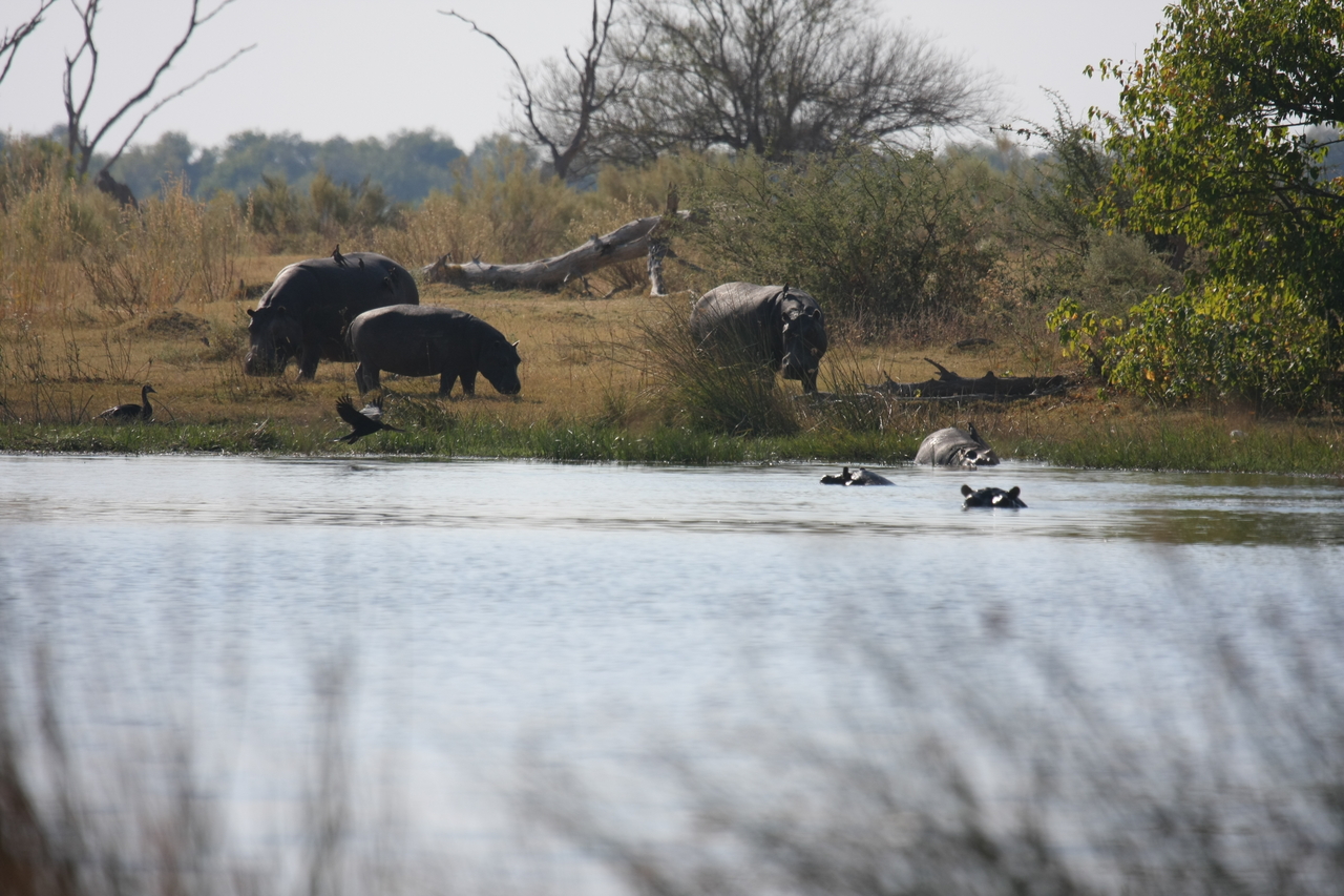 [24759] 2016_06_30_09_06_22_Africa_Canon_EOS_40D_IMG__11793.jpg