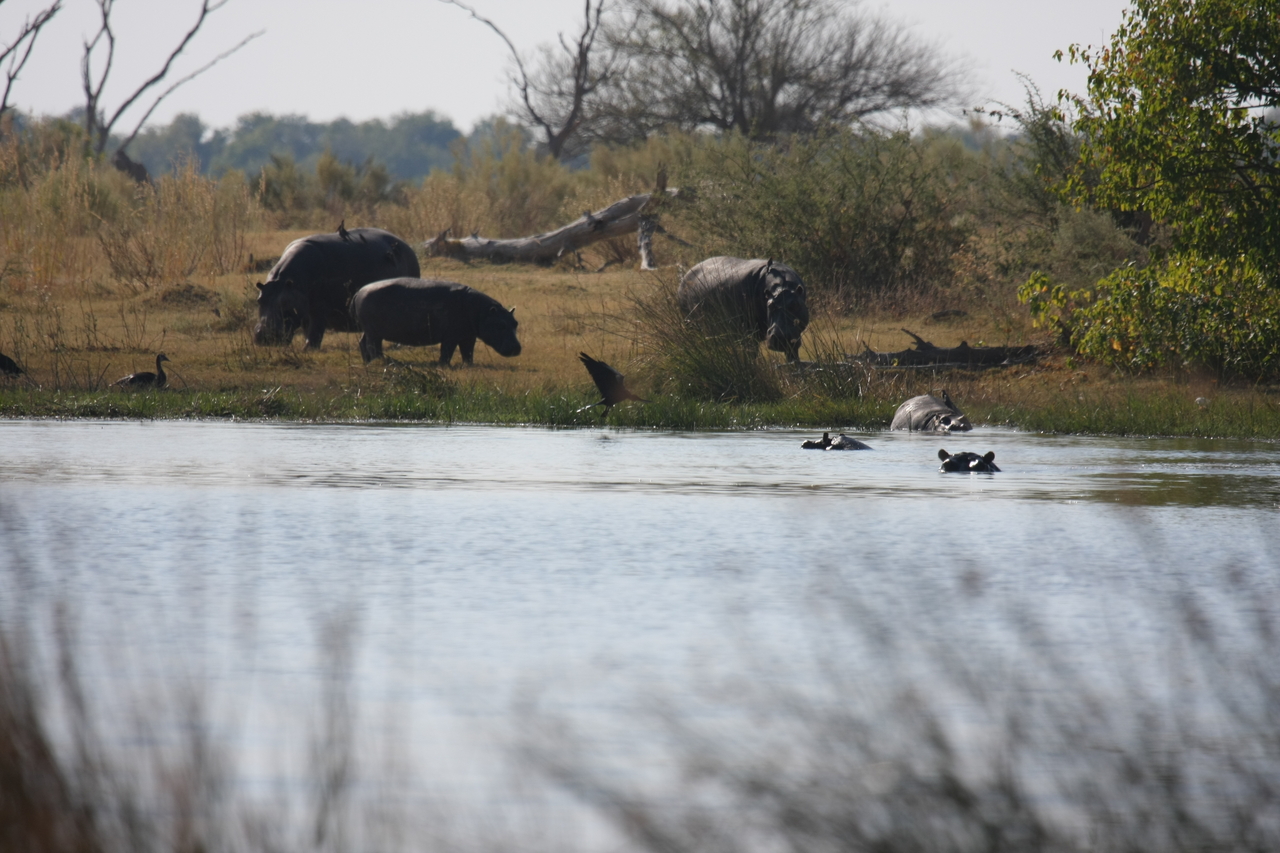 [24760] 2016_06_30_09_06_22_Africa_Canon_EOS_40D_IMG__11794.jpg