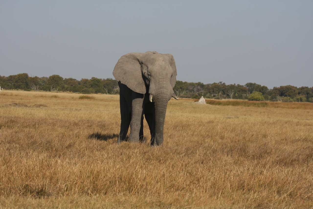 [24809] 2016_06_30_09_57_56_Africa_Canon_EOS_40D_IMG__04362.jpg