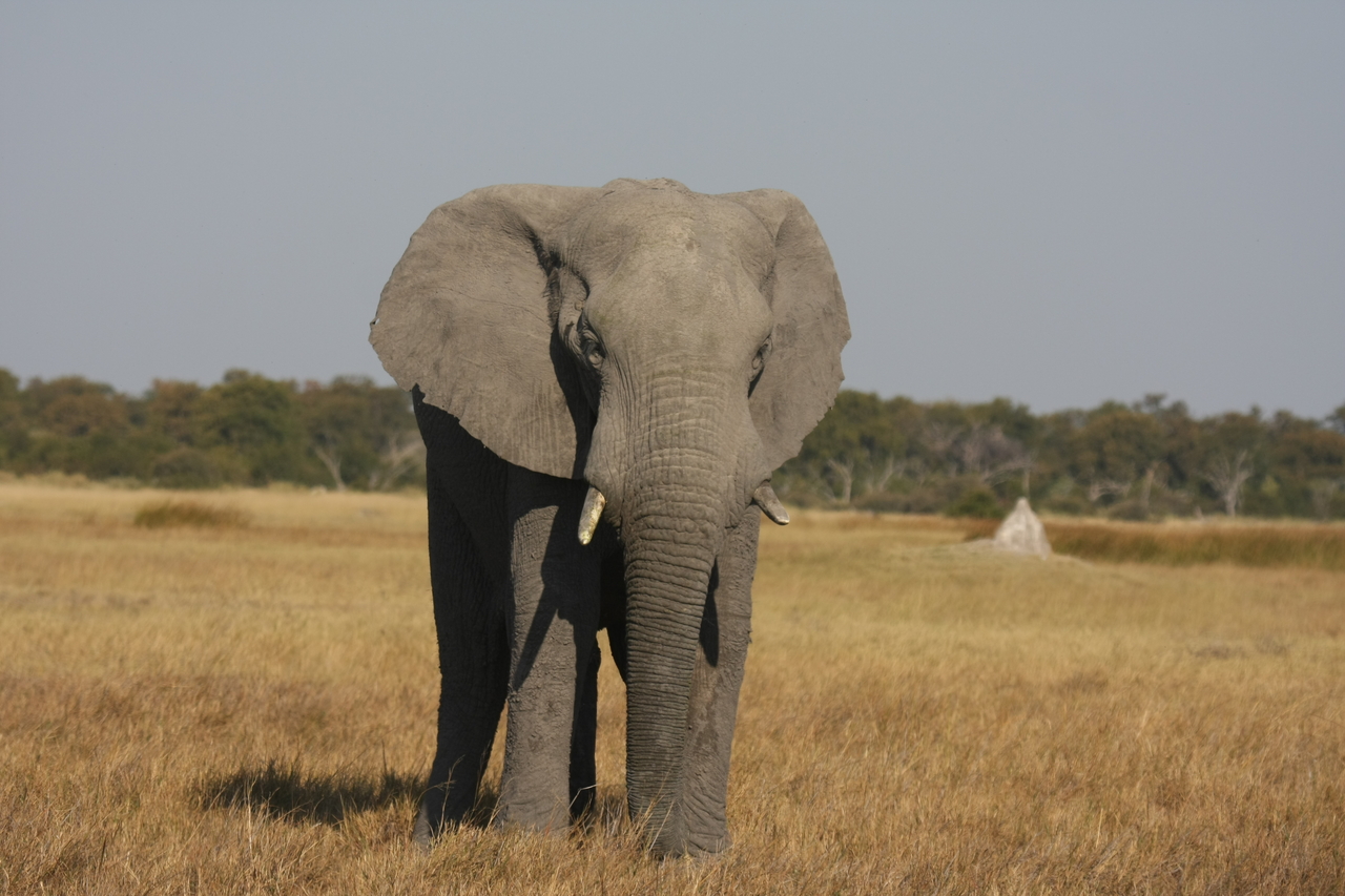 [24814] 2016_06_30_09_58_02_Africa_Canon_EOS_40D_IMG__00639.jpg