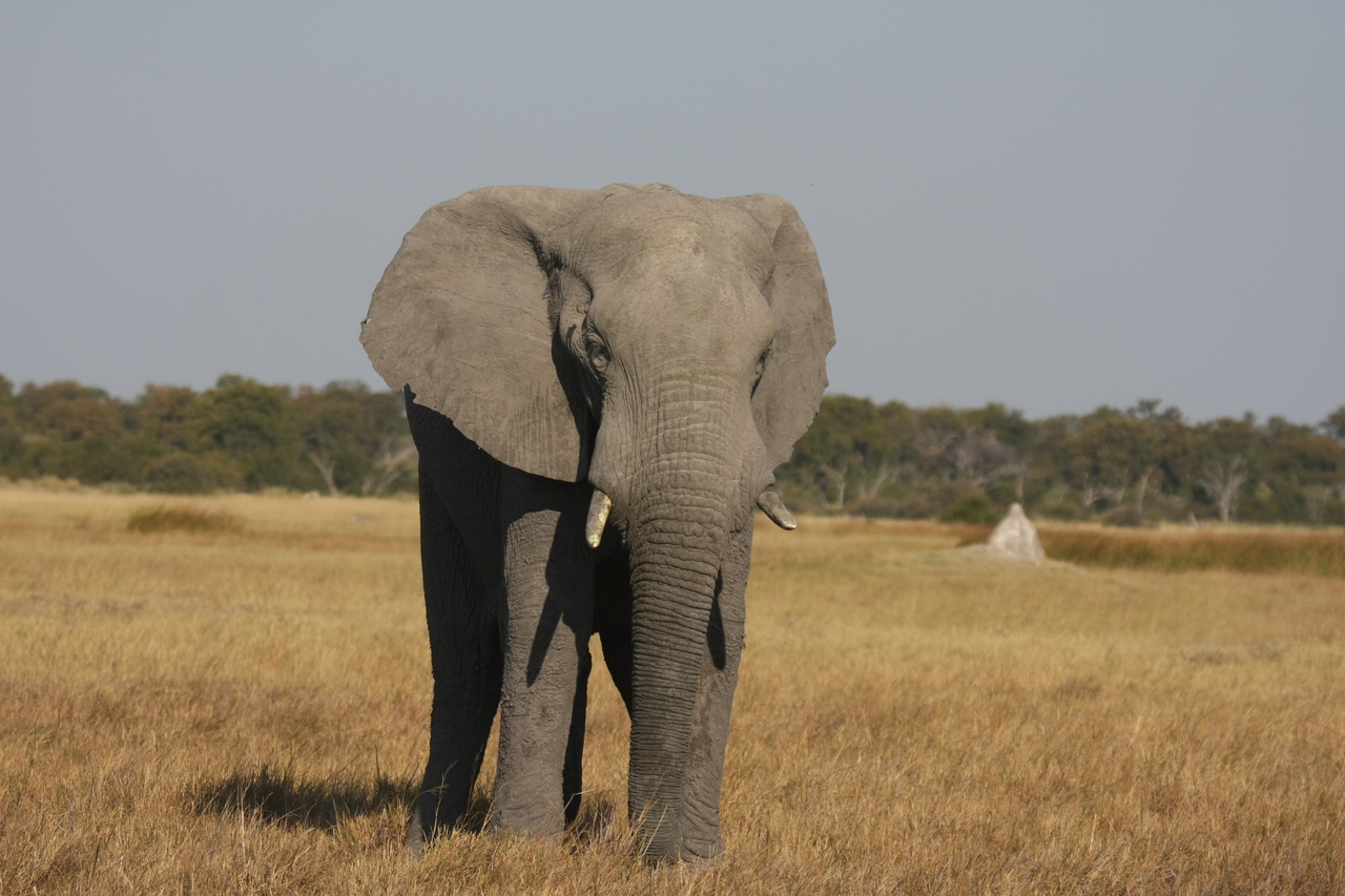 [24823] 2016_06_30_09_58_03_Africa_Canon_EOS_40D_IMG__04366.jpg