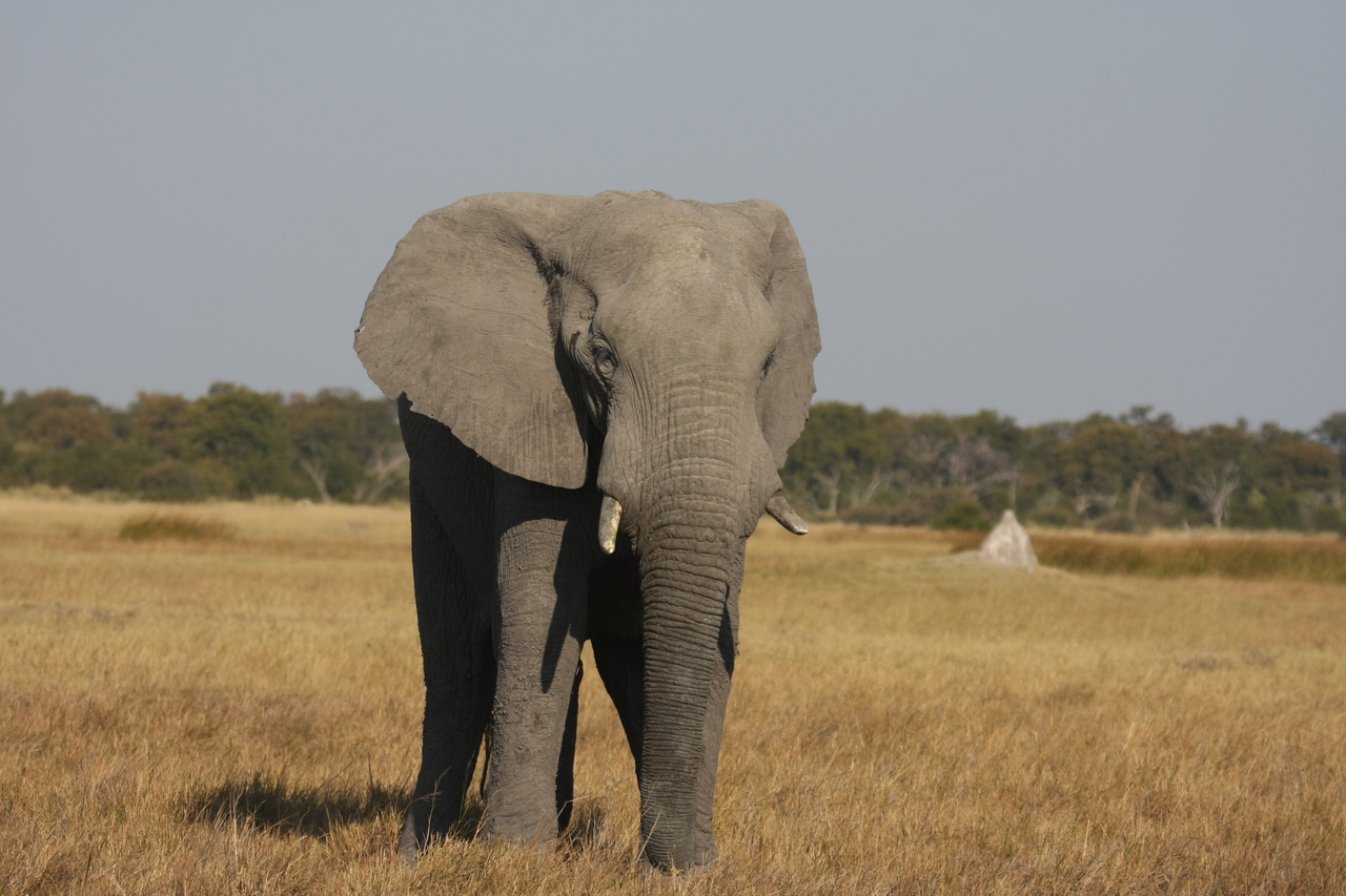 [24826] 2016_06_30_09_58_03_Africa_Canon_EOS_40D_IMG__11814.jpg